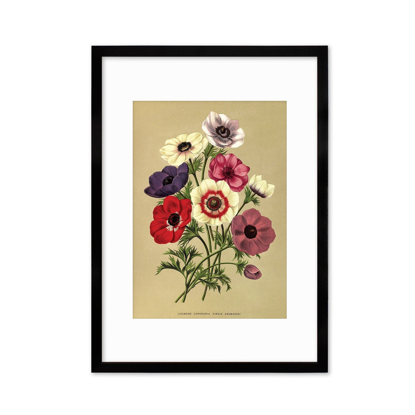 Anemone Framed Mounted Wall Art Decor Print Poster Botanical Antique Vintage Retro Victorian Illustration Nature Garden Beautiful Flowers