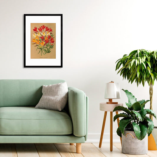 Alstroemeria Lily Framed Mounted Wall Art Decor Print Poster Botanical Antique Vintage Retro Victorian Illustration Nature Beautiful Flower