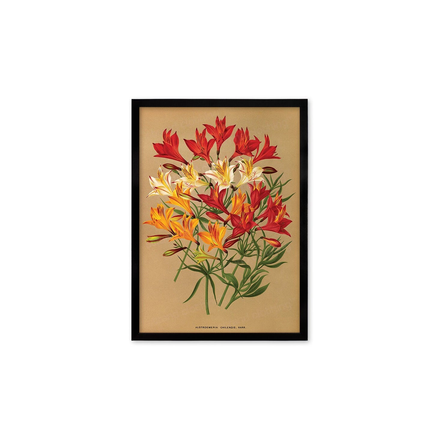 Alstroemeria Lily Framed Mounted Wall Art Decor Print Poster Botanical Antique Vintage Retro Victorian Illustration Nature Beautiful Flower
