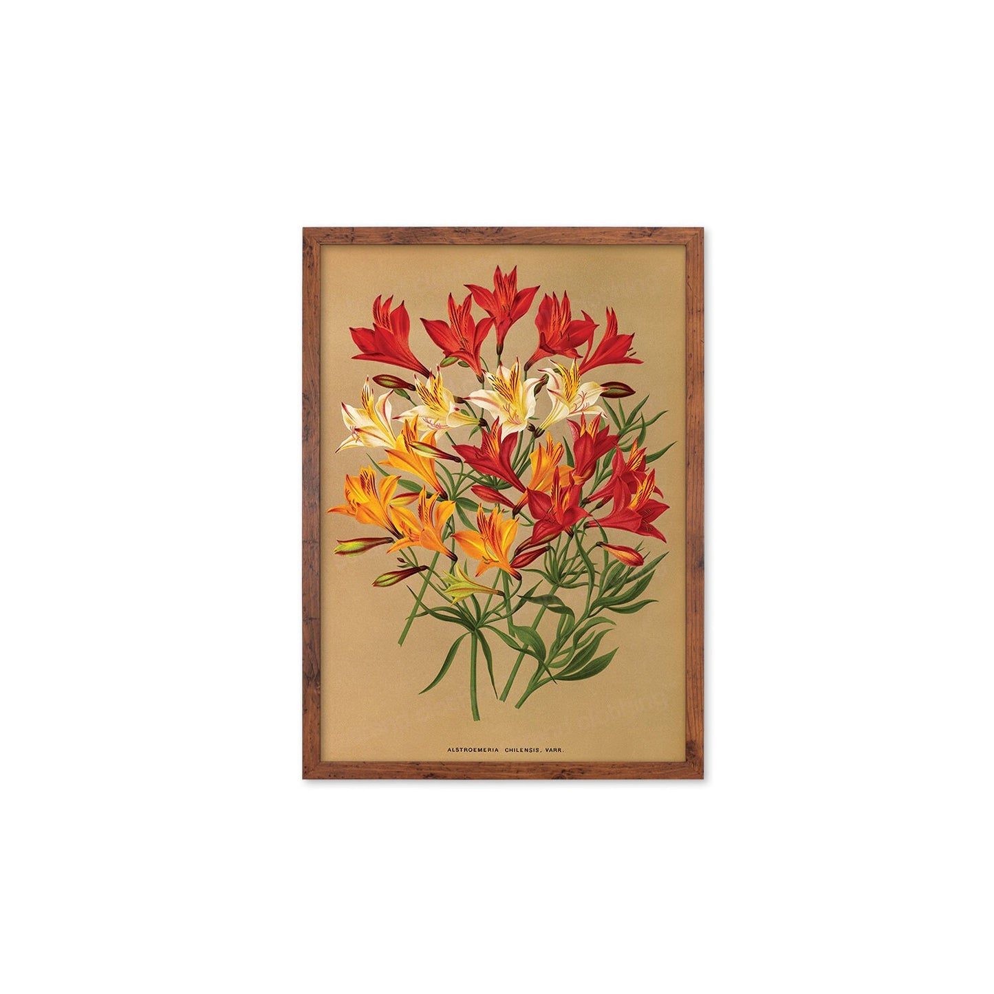 Alstroemeria Lily Framed Mounted Wall Art Decor Print Poster Botanical Antique Vintage Retro Victorian Illustration Nature Beautiful Flower