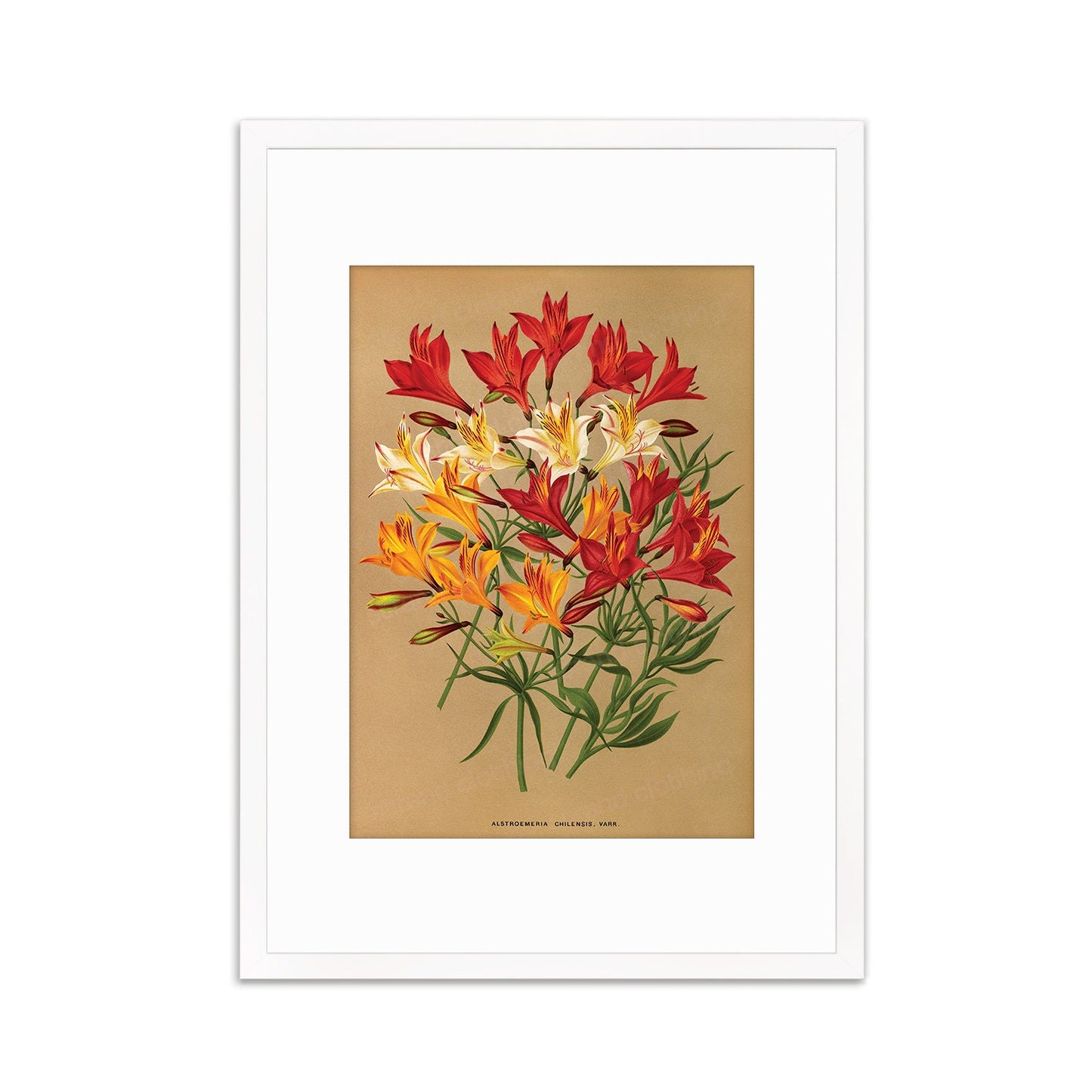 Alstroemeria Lily Framed Mounted Wall Art Decor Print Poster Botanical Antique Vintage Retro Victorian Illustration Nature Beautiful Flower