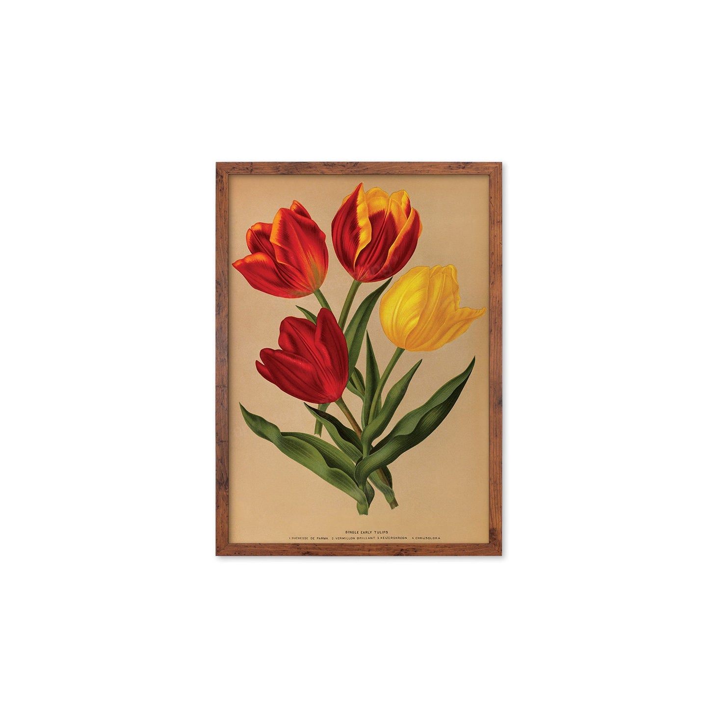 Red Tulips Framed Mounted Wall Art Decor Print Poster Botanical Antique Vintage Retro Victorian Illustration Nature Plants Beautiful Flowers
