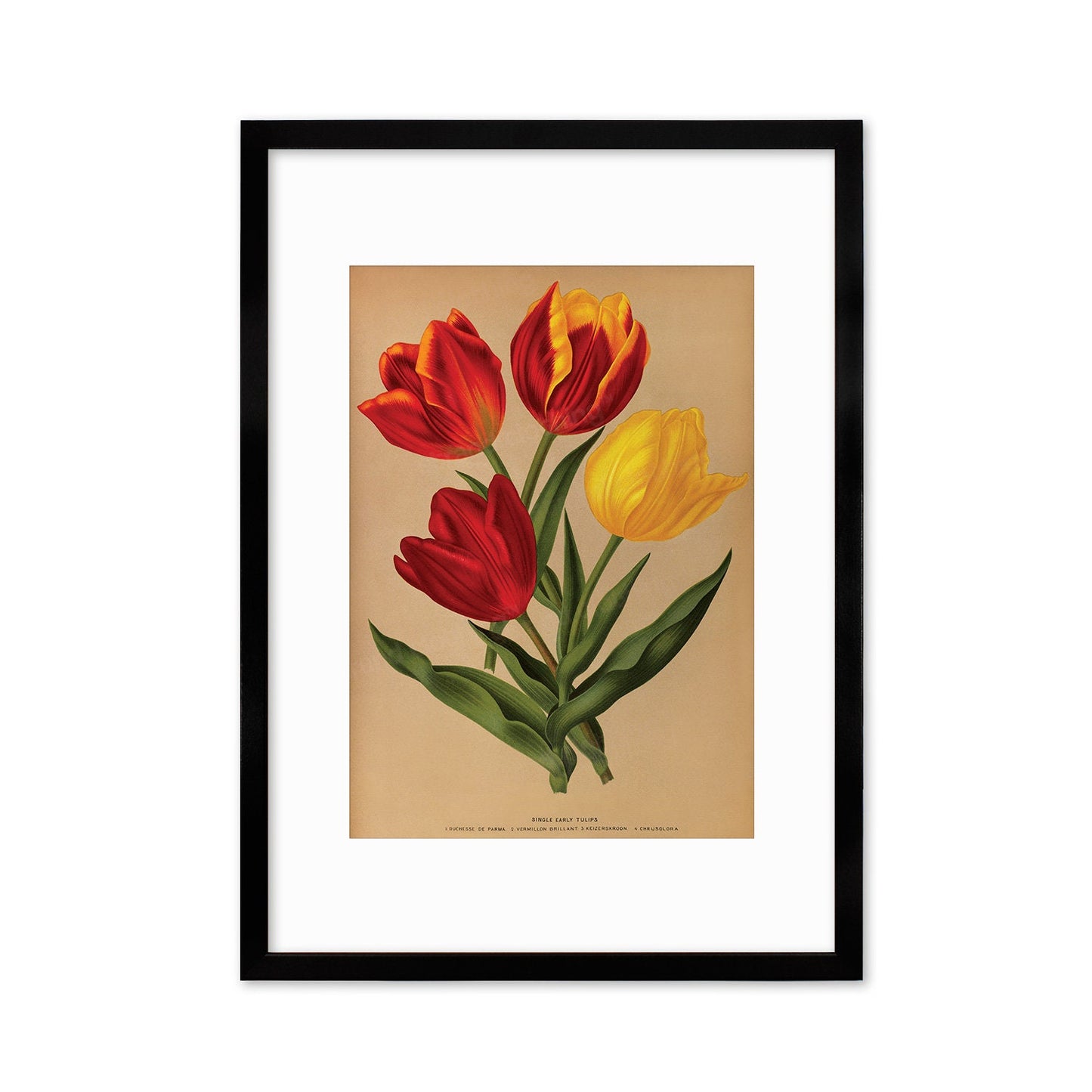 Red Tulips Framed Mounted Wall Art Decor Print Poster Botanical Antique Vintage Retro Victorian Illustration Nature Plants Beautiful Flowers