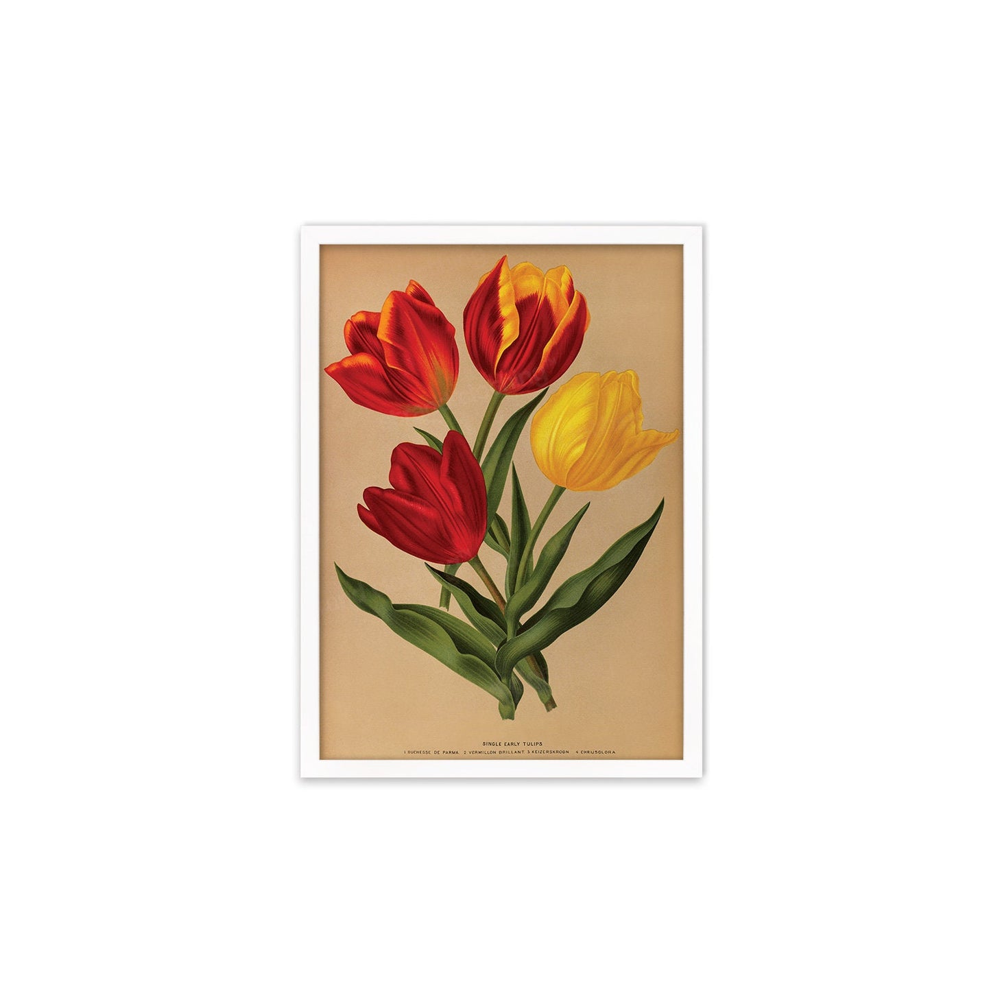 Red Tulips Framed Mounted Wall Art Decor Print Poster Botanical Antique Vintage Retro Victorian Illustration Nature Plants Beautiful Flowers