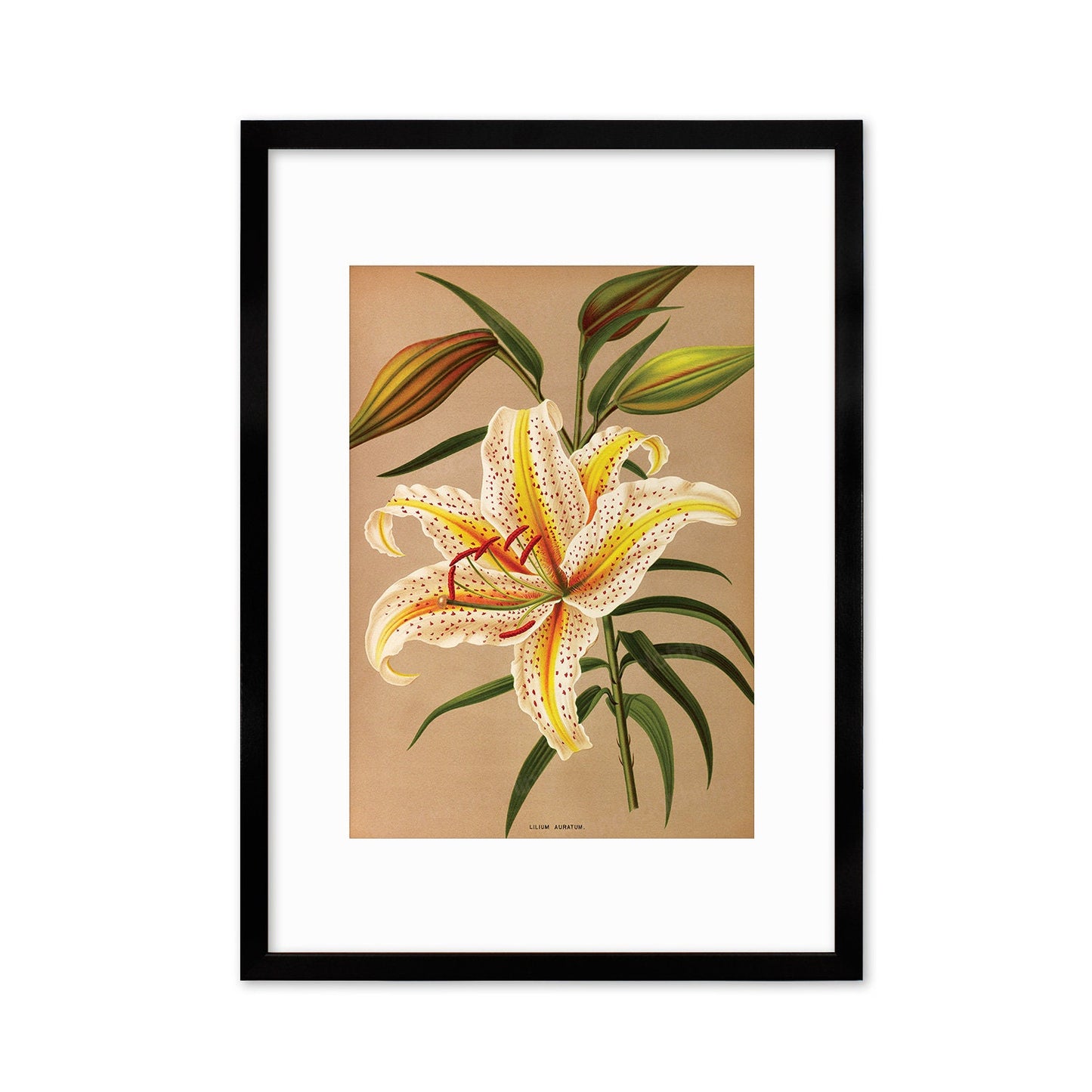 White Lilies Framed Mounted Wall Art Decor Print Poster Botanical Antique Vintage Retro Victorian Illustration Nature Lily Beautiful Flowers