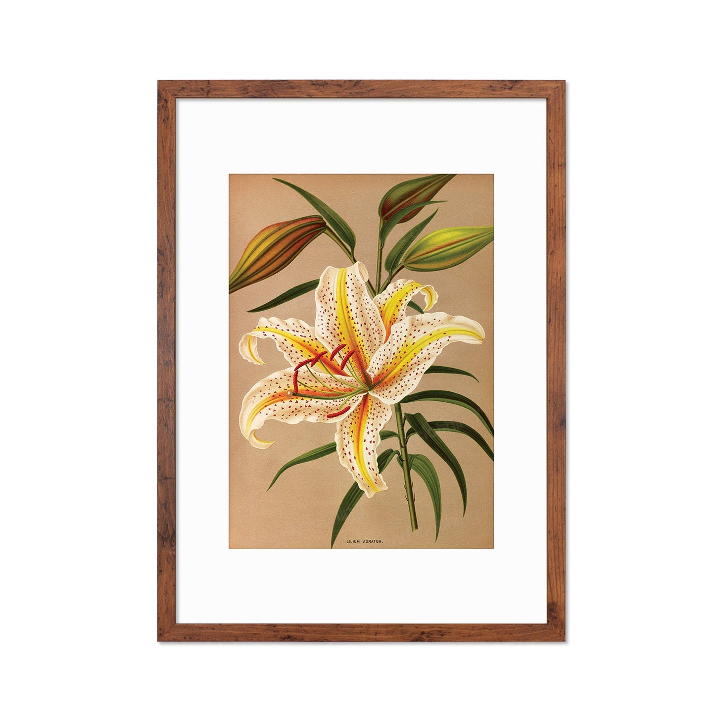White Lilies Framed Mounted Wall Art Decor Print Poster Botanical Antique Vintage Retro Victorian Illustration Nature Lily Beautiful Flowers