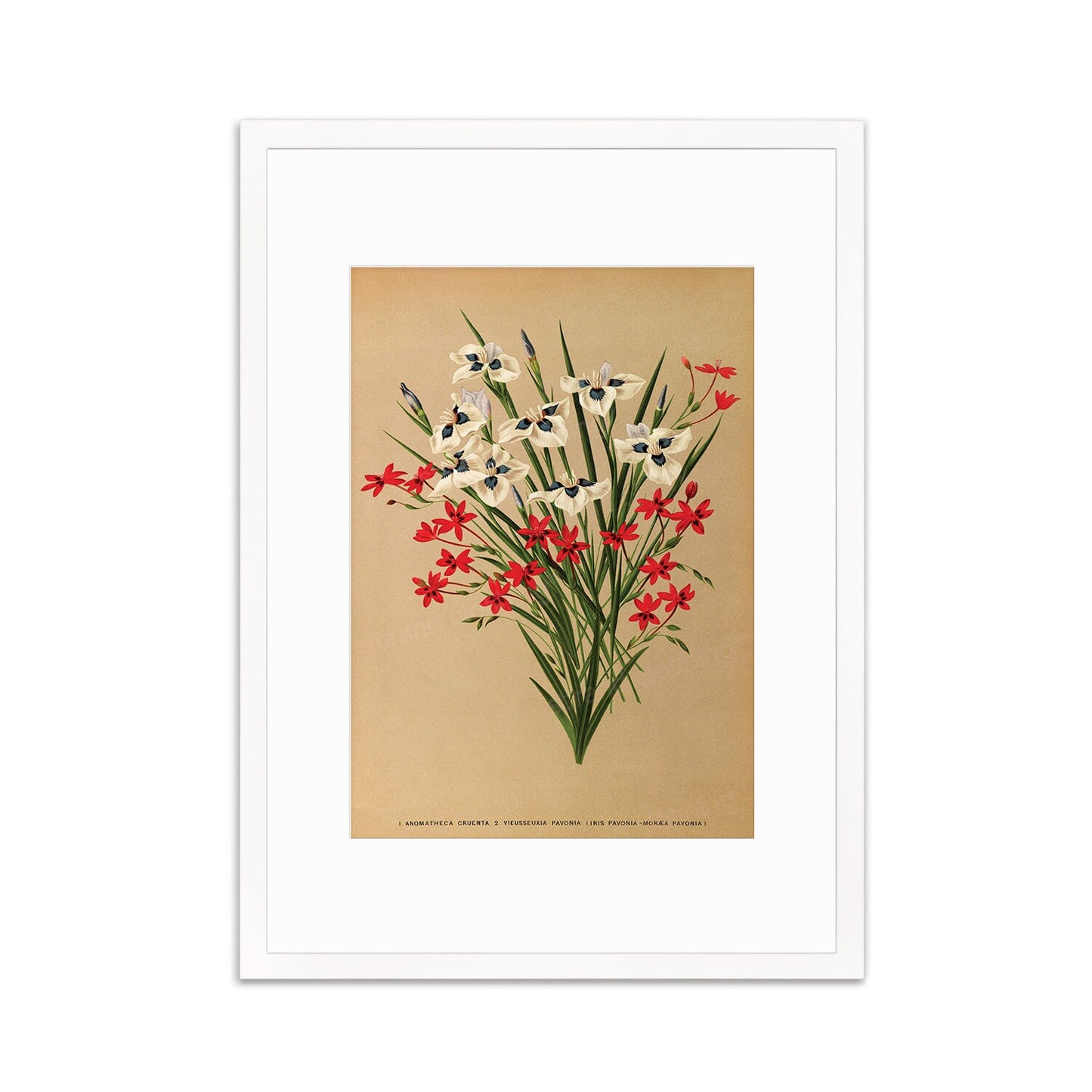 Irises Grasses Framed Art Mounted Wall Decor Print Poster Botanical Antique Vintage Victorian Illustration Nature Beautiful Flowers Bunch