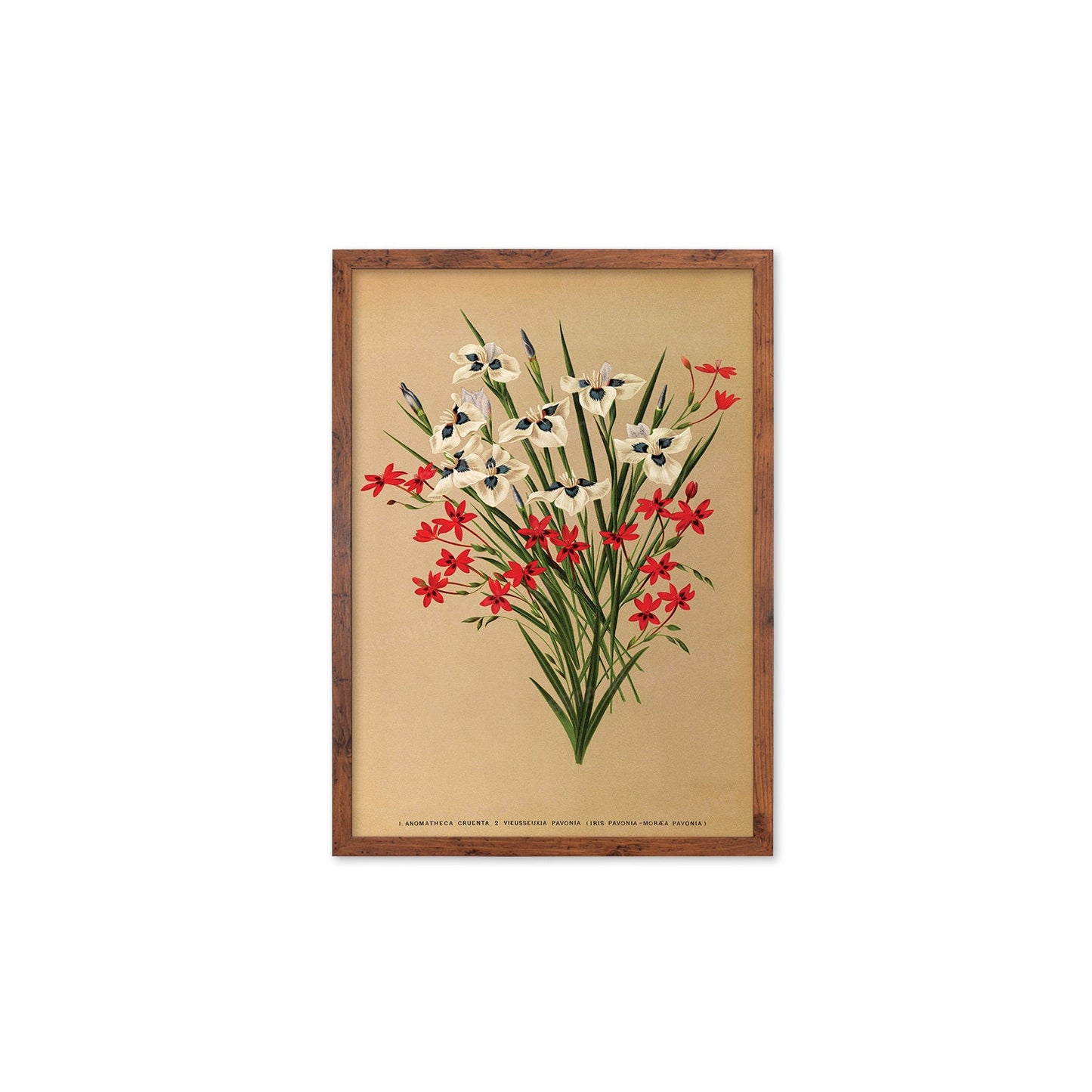 Irises Grasses Framed Art Mounted Wall Decor Print Poster Botanical Antique Vintage Victorian Illustration Nature Beautiful Flowers Bunch