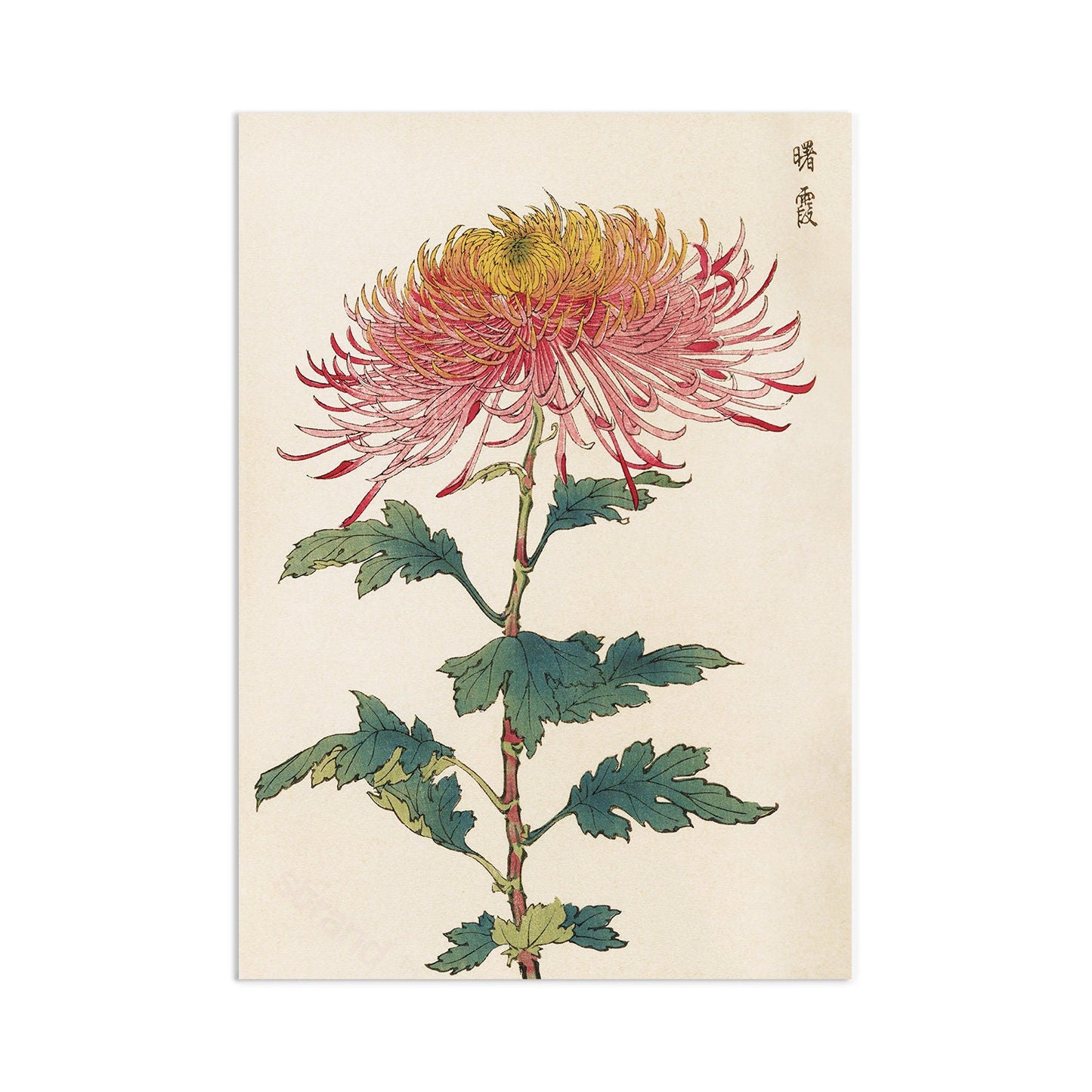 Japanese Ukiyo-e Art Print Poster Woodblock Wall Art Keika Hasegawa Chrysanthemums Flowers Landscape Nature Beautiful Japan Calligraphy A3