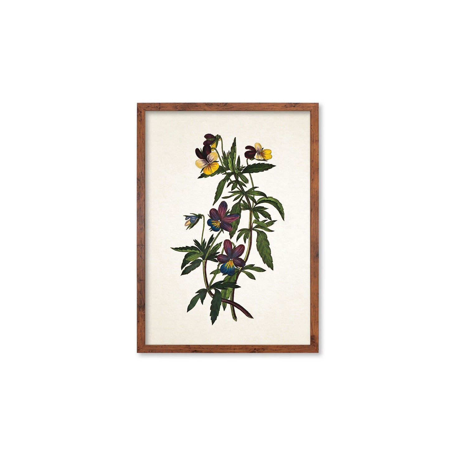 Framed Mounted Antique Botanical Art Print Poster Vintage Wall Flowers Floral Pansy Violets Nature Leaf Plant Illustration Victorian Pretty