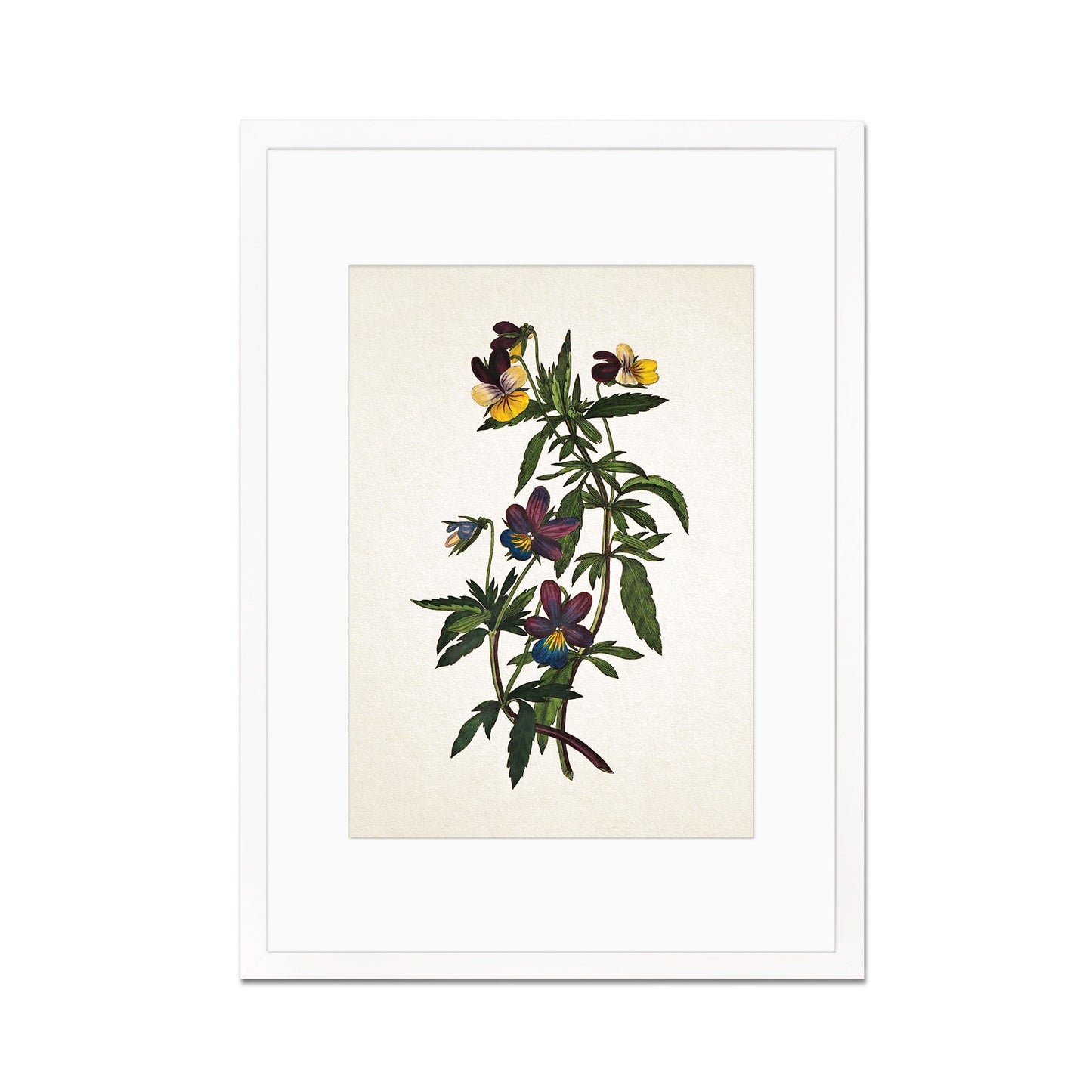 Framed Mounted Antique Botanical Art Print Poster Vintage Wall Flowers Floral Pansy Violets Nature Leaf Plant Illustration Victorian Pretty