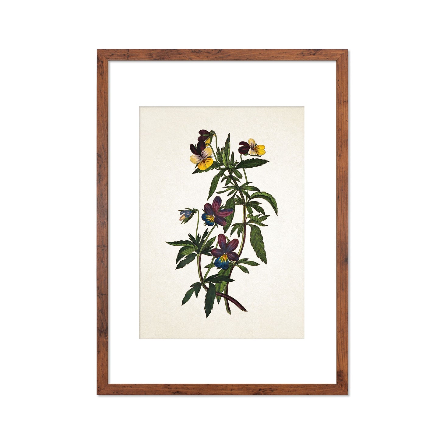 Framed Mounted Antique Botanical Art Print Poster Vintage Wall Flowers Floral Pansy Violets Nature Leaf Plant Illustration Victorian Pretty