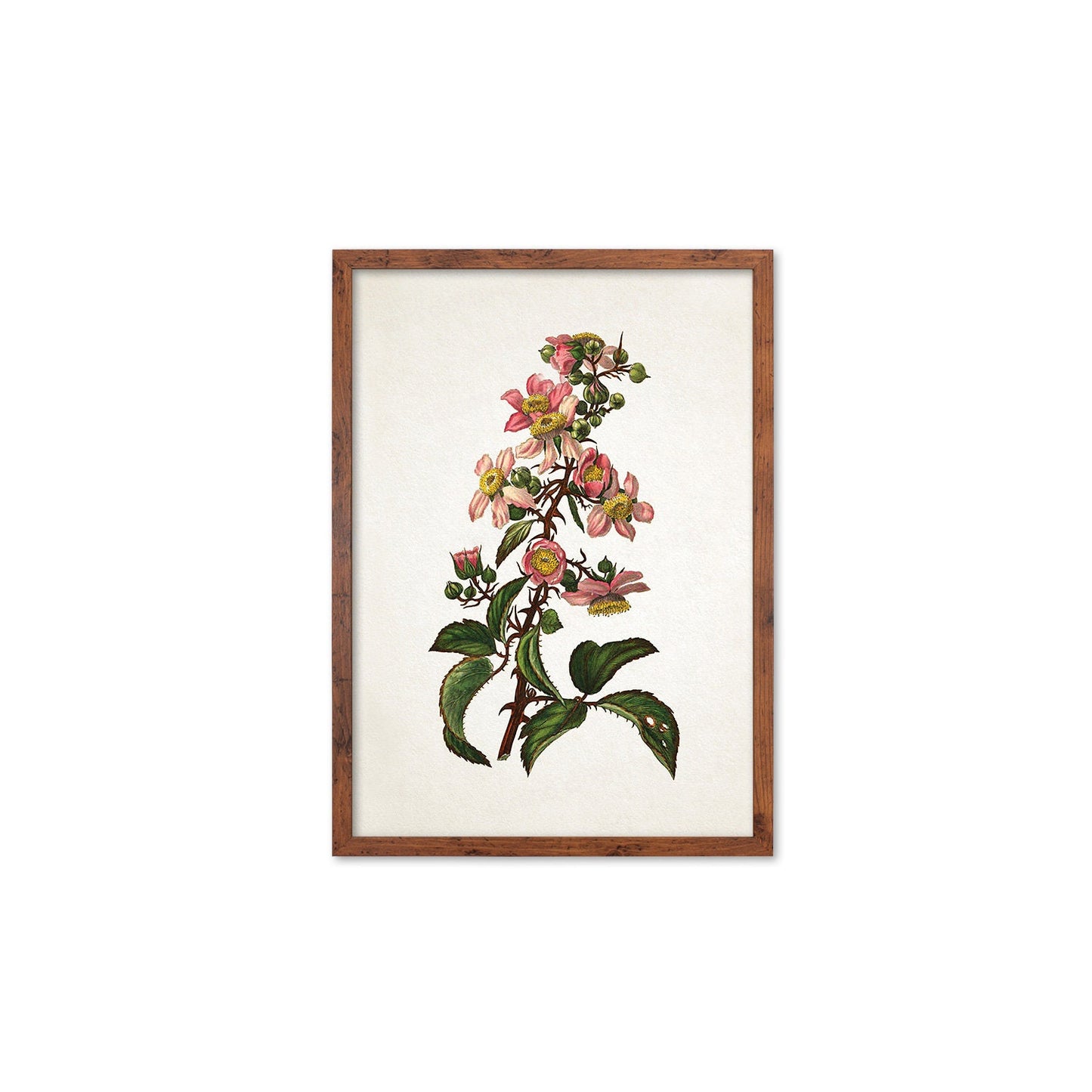 Framed Mounted Antique Botanical Art Print Poster Vintage Wall Flowers Floral Bramble Blackberry Nature Leaf Plant Illustration Victorian A2