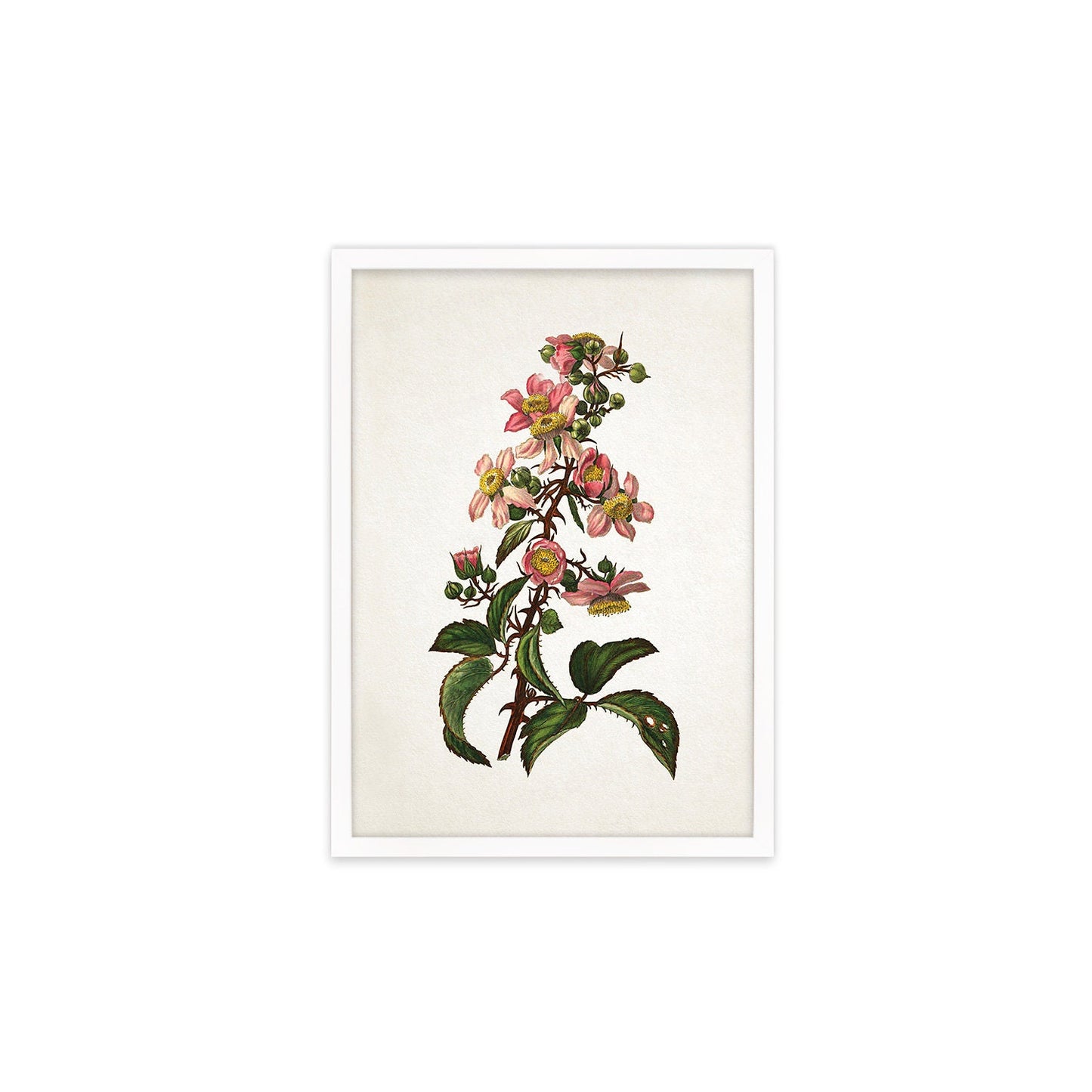 Framed Mounted Antique Botanical Art Print Poster Vintage Wall Flowers Floral Bramble Blackberry Nature Leaf Plant Illustration Victorian A2