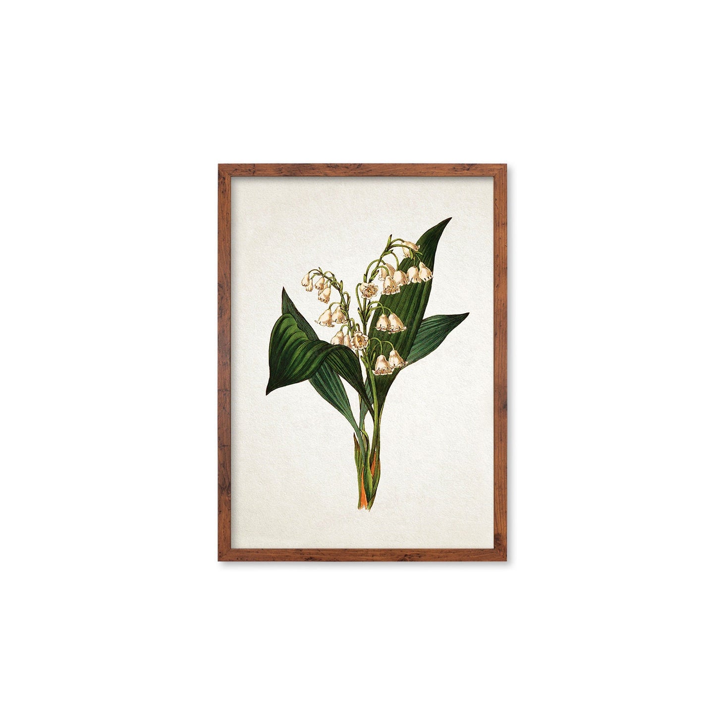 Framed Mounted Antique Botanical Art Print Poster Vintage Wall Flowers Floral Lily Of The Valley Nature Leaf Plant Illustration Victorian