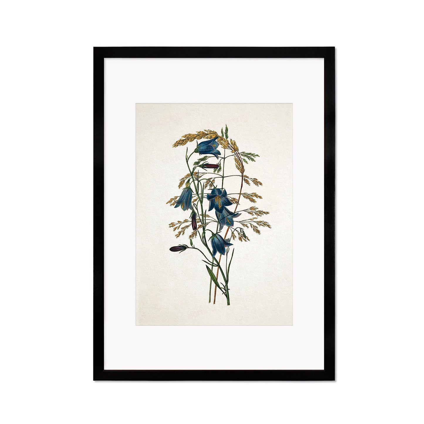 Framed Mounted Antique Botanical Art Print Poster Vintage Wall Flowers Floral Bluebell Harebell Nature Leaf Plant Illustration Victorian A2