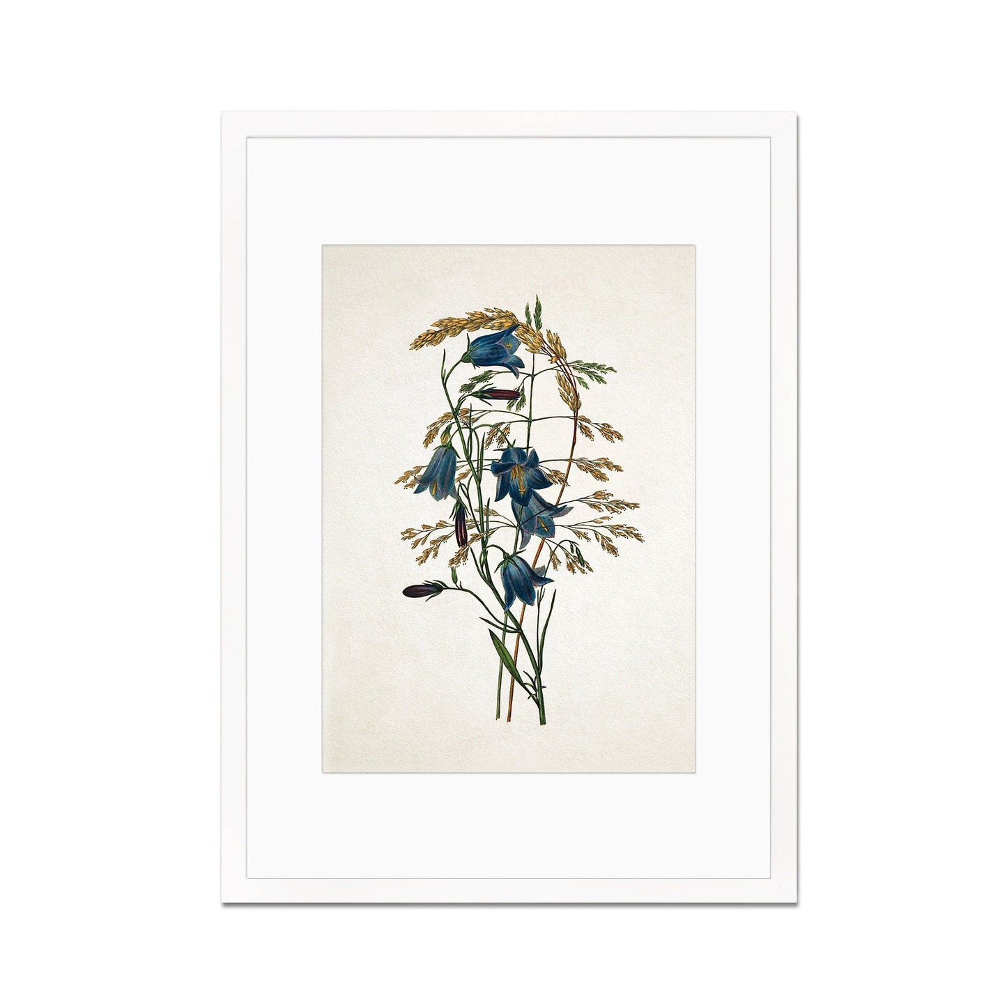 Framed Mounted Antique Botanical Art Print Poster Vintage Wall Flowers Floral Bluebell Harebell Nature Leaf Plant Illustration Victorian A2