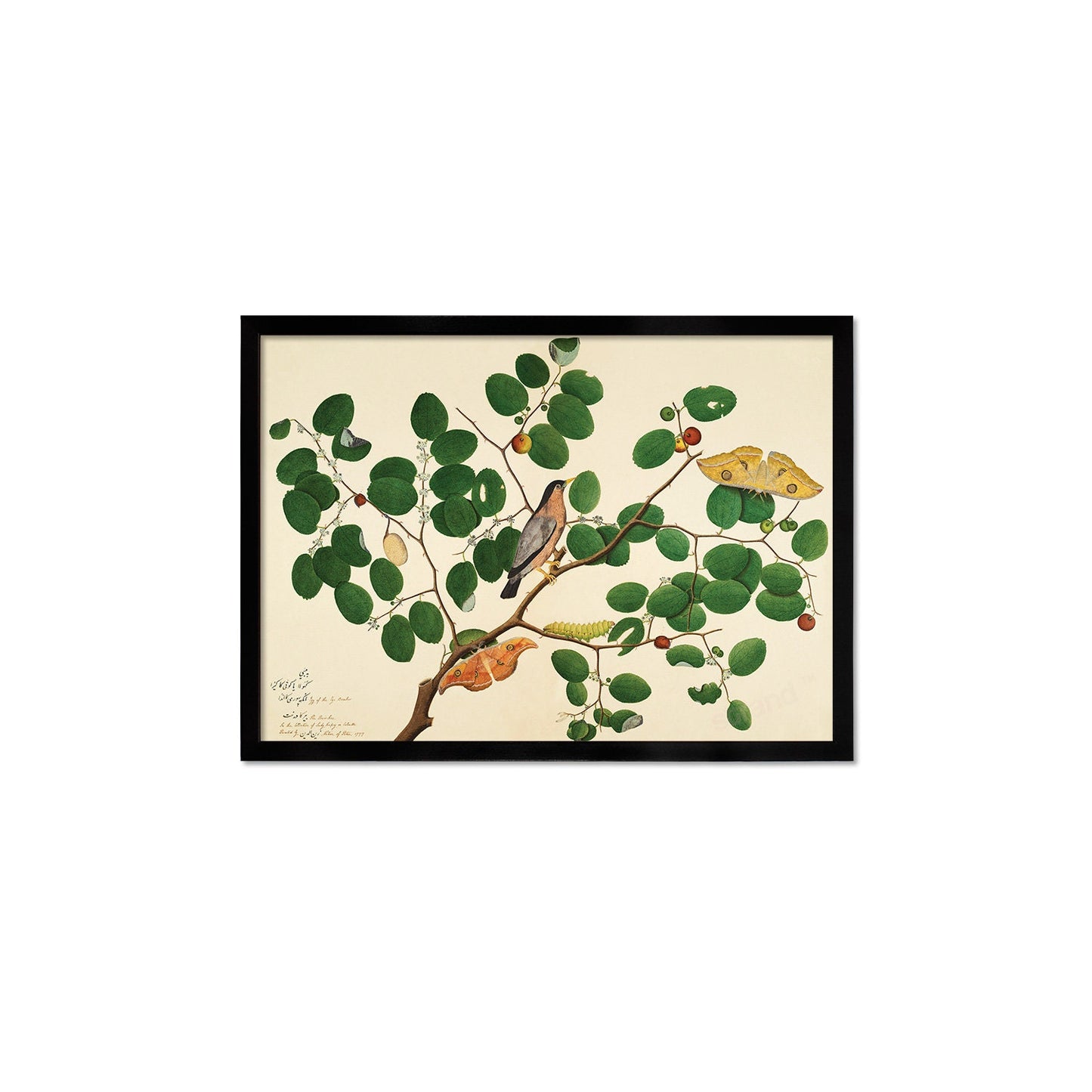 Framed Mounted Indian Jujube Tree Art Vintage Print Poster Antique Sheikh Zain al-Din Painting Nature Birds Butterflies Georgian Victorian