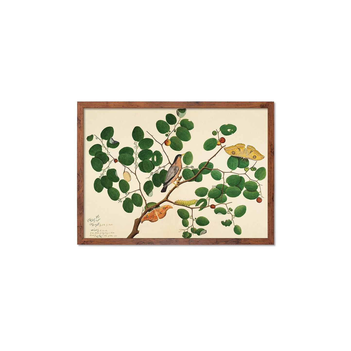 Framed Mounted Indian Jujube Tree Art Vintage Print Poster Antique Sheikh Zain al-Din Painting Nature Birds Butterflies Georgian Victorian