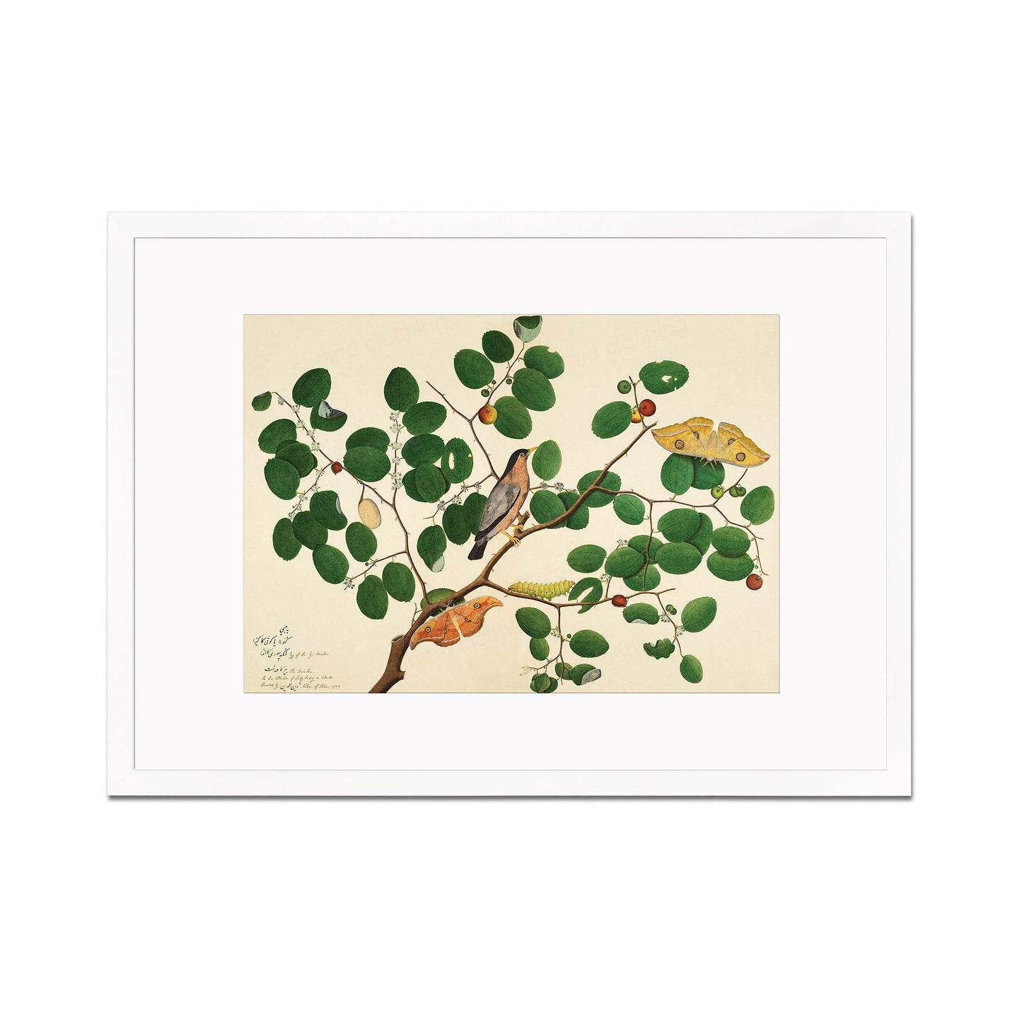 Framed Mounted Indian Jujube Tree Art Vintage Print Poster Antique Sheikh Zain al-Din Painting Nature Birds Butterflies Georgian Victorian