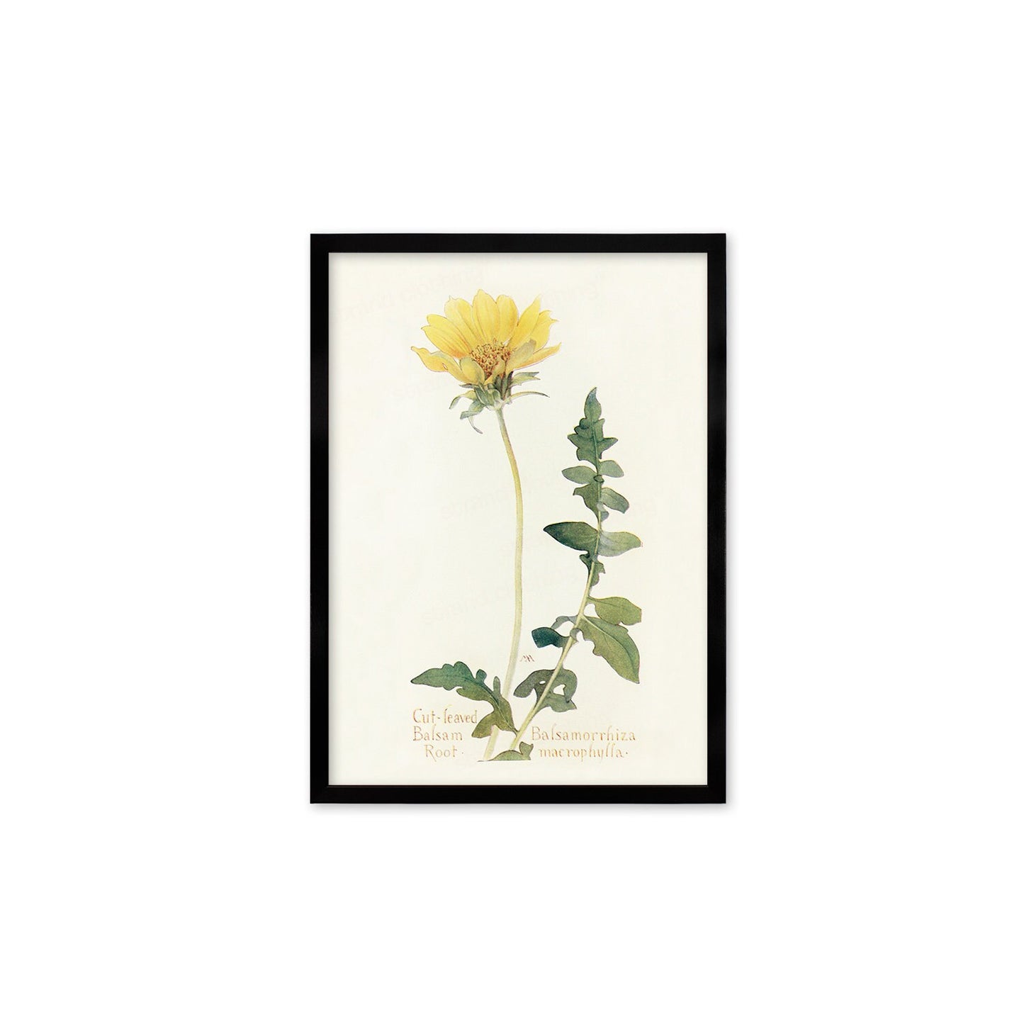 Framed Mounted Antique Botanical Art Print Poster Wall Decor Flowers Floral Dandelion Daisy Nature Leaf Plant Illustration Edwardian Elegant