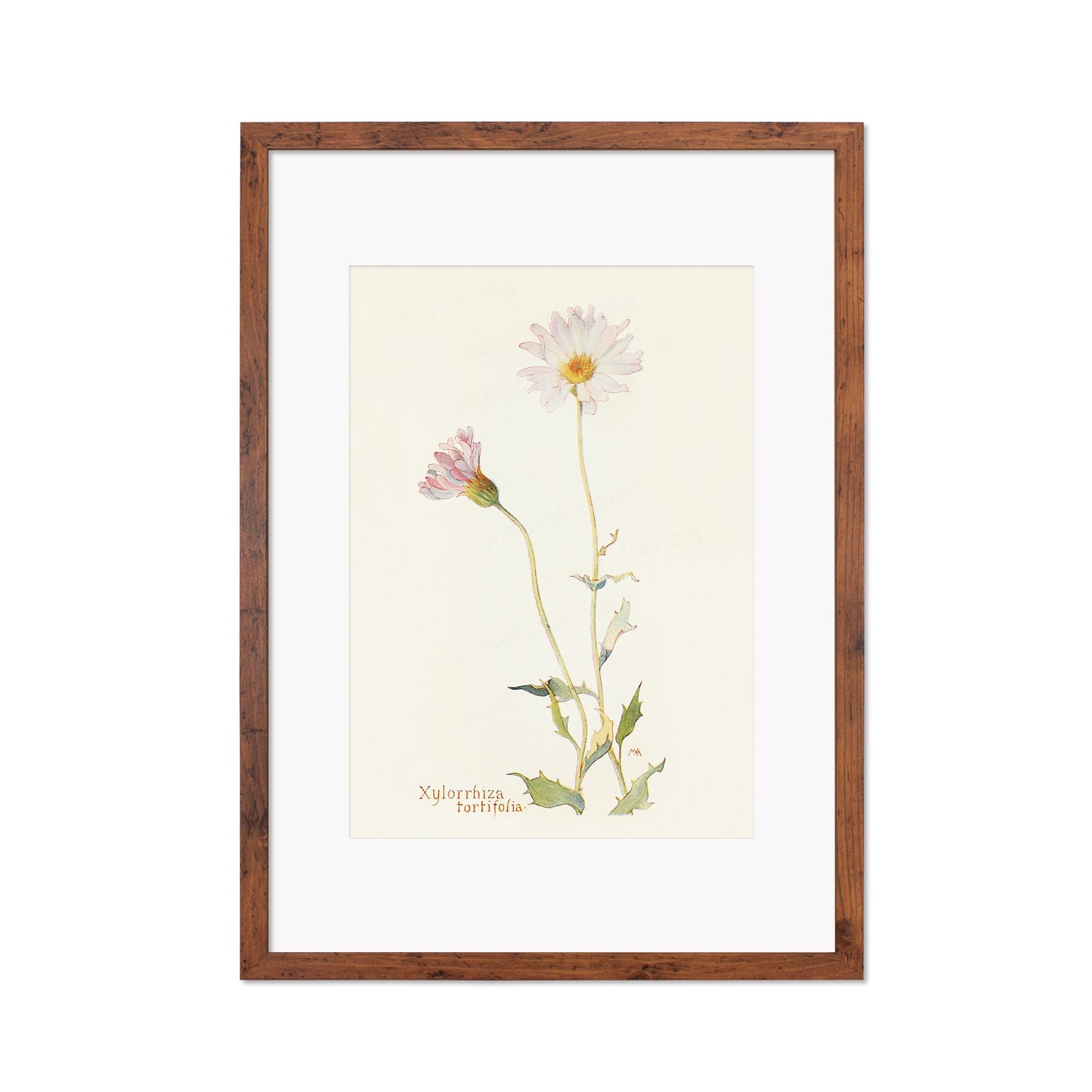 Framed Mounted Antique Botanical Art Print Poster Wall Flowers Floral Drawing Leaf Daisy Nature Leaf Plant Illustration Edwardian Elegant A2