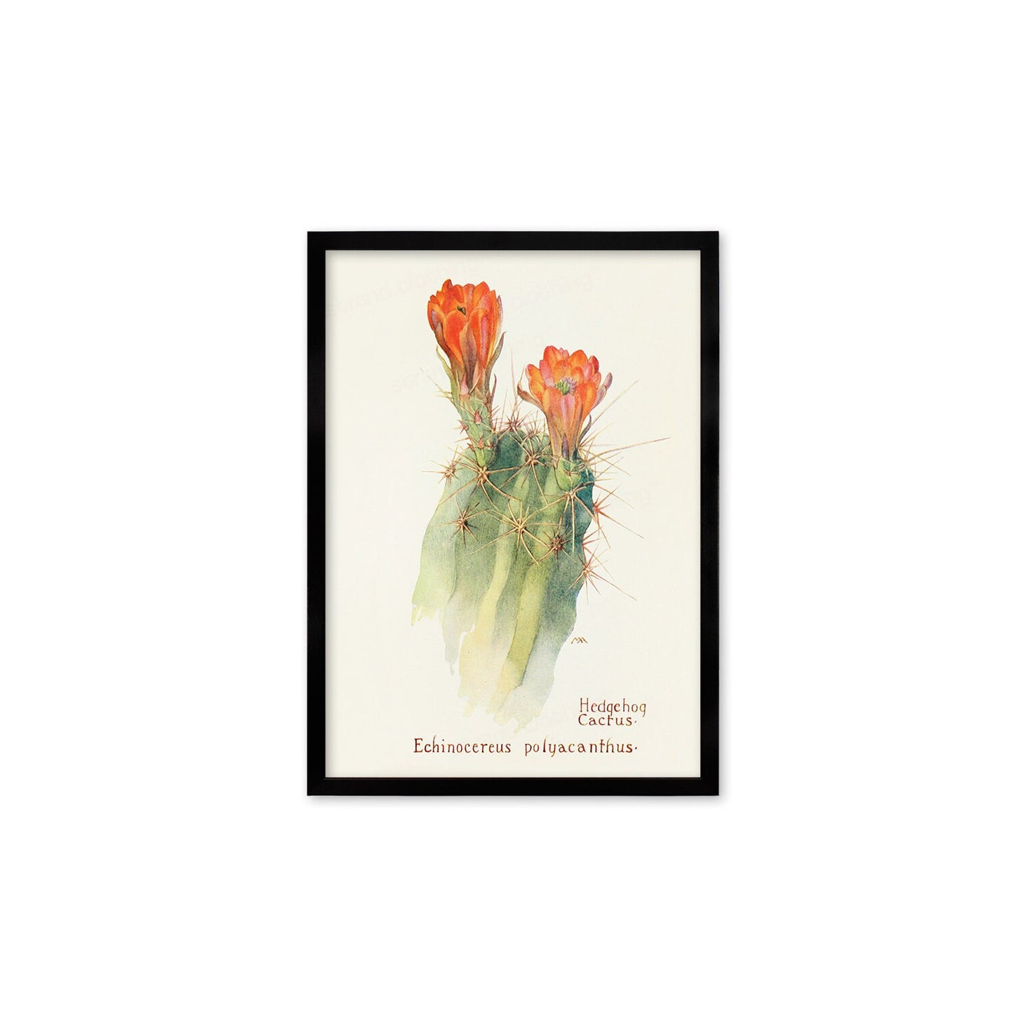 Framed Mounted Antique Botanical Art Print Poster Wall Decor Flowers Floral Cactus Cacti Succulents Nature Leaf Plant Illustration Edwardian