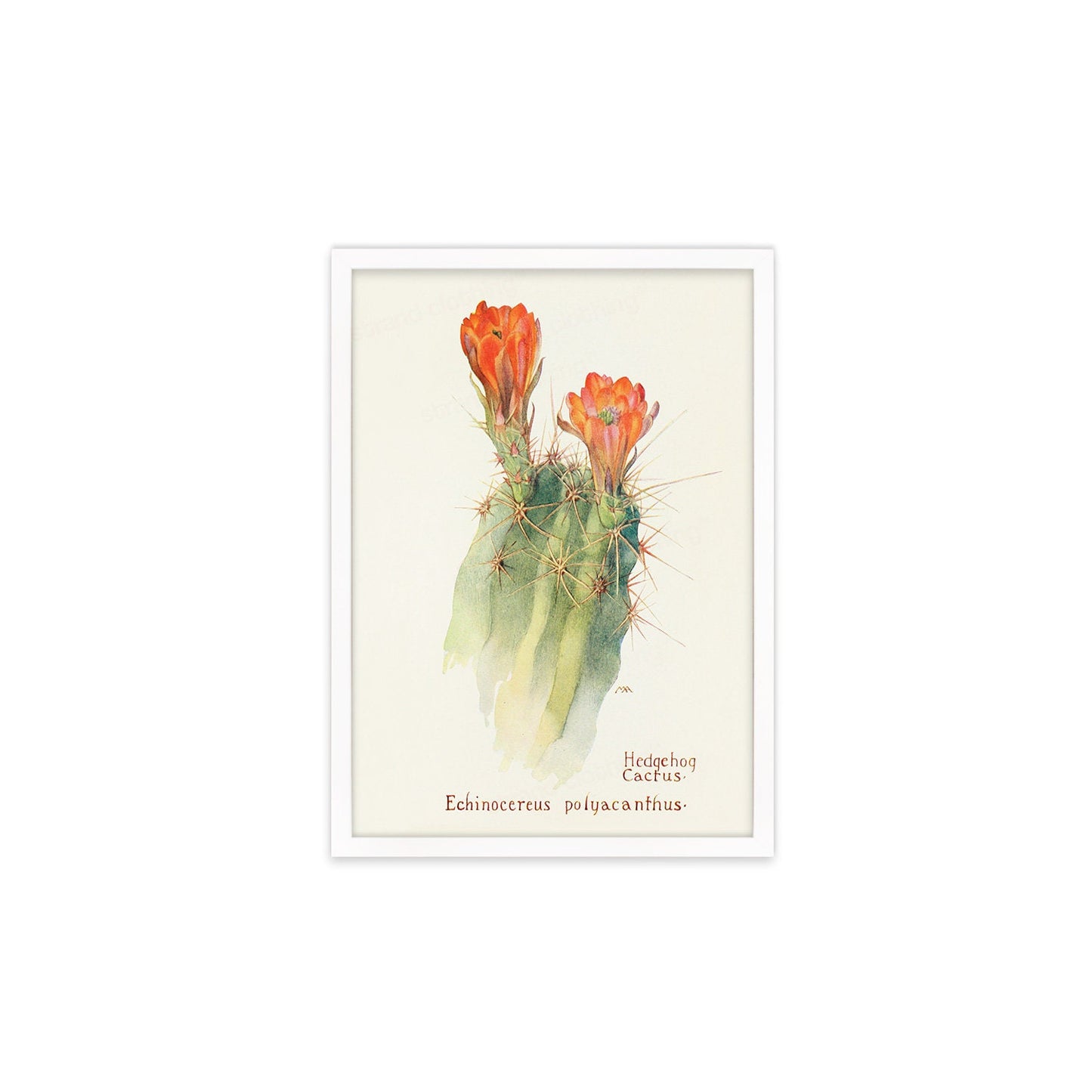Framed Mounted Antique Botanical Art Print Poster Wall Decor Flowers Floral Cactus Cacti Succulents Nature Leaf Plant Illustration Edwardian