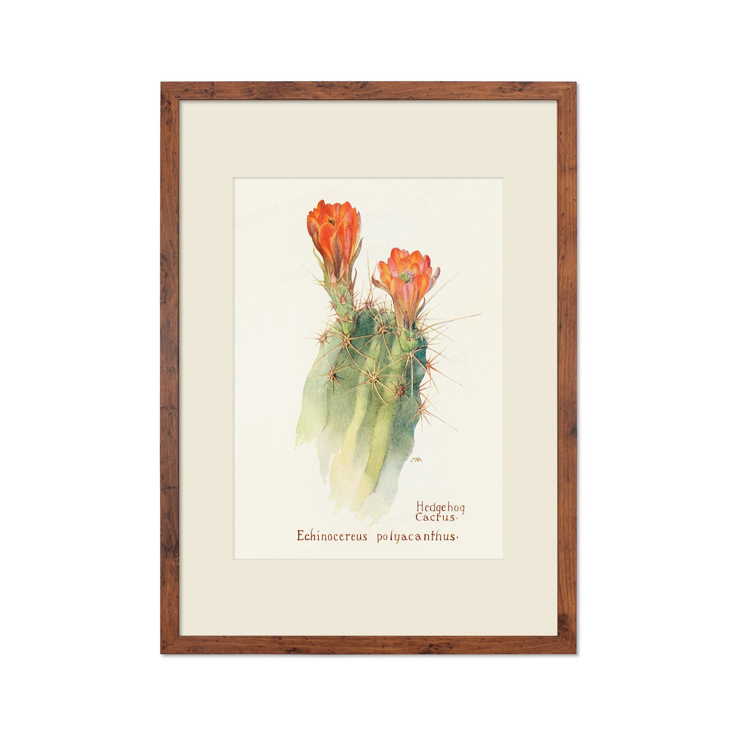 Framed Mounted Antique Botanical Art Print Poster Wall Decor Flowers Floral Cactus Cacti Succulents Nature Leaf Plant Illustration Edwardian