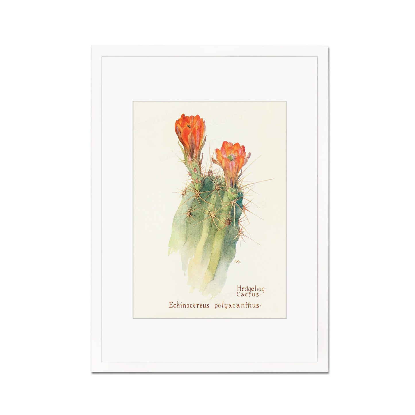 Framed Mounted Antique Botanical Art Print Poster Wall Decor Flowers Floral Cactus Cacti Succulents Nature Leaf Plant Illustration Edwardian