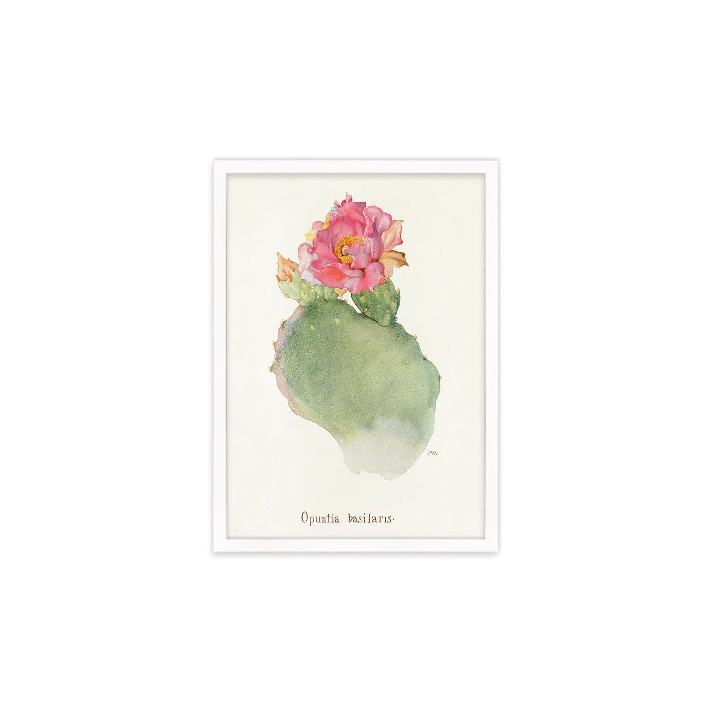 Framed Mounted Antique Botanical Art Print Poster Wall Flowers Floral Cactus Cacti Succulents Nature Leaf Plant Illustration Edwardian A2