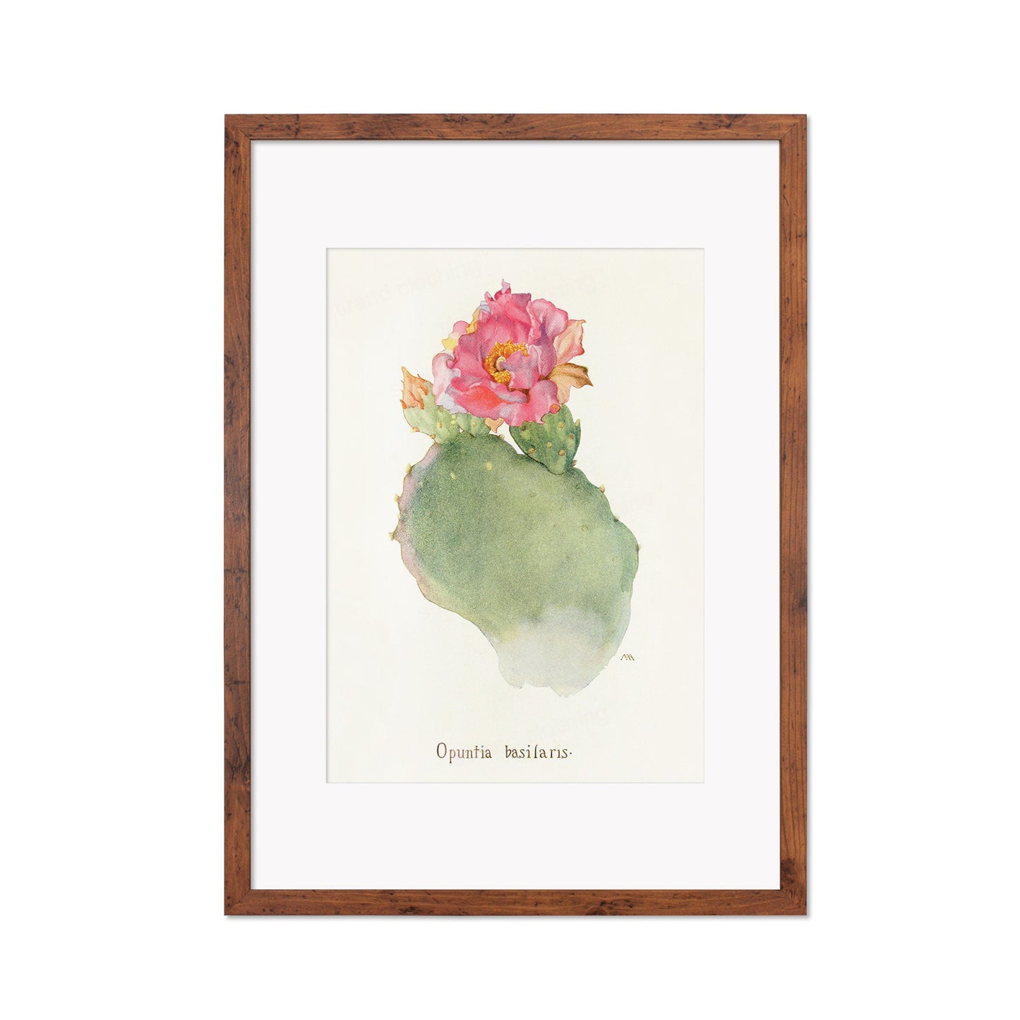 Framed Mounted Antique Botanical Art Print Poster Wall Flowers Floral Cactus Cacti Succulents Nature Leaf Plant Illustration Edwardian A2