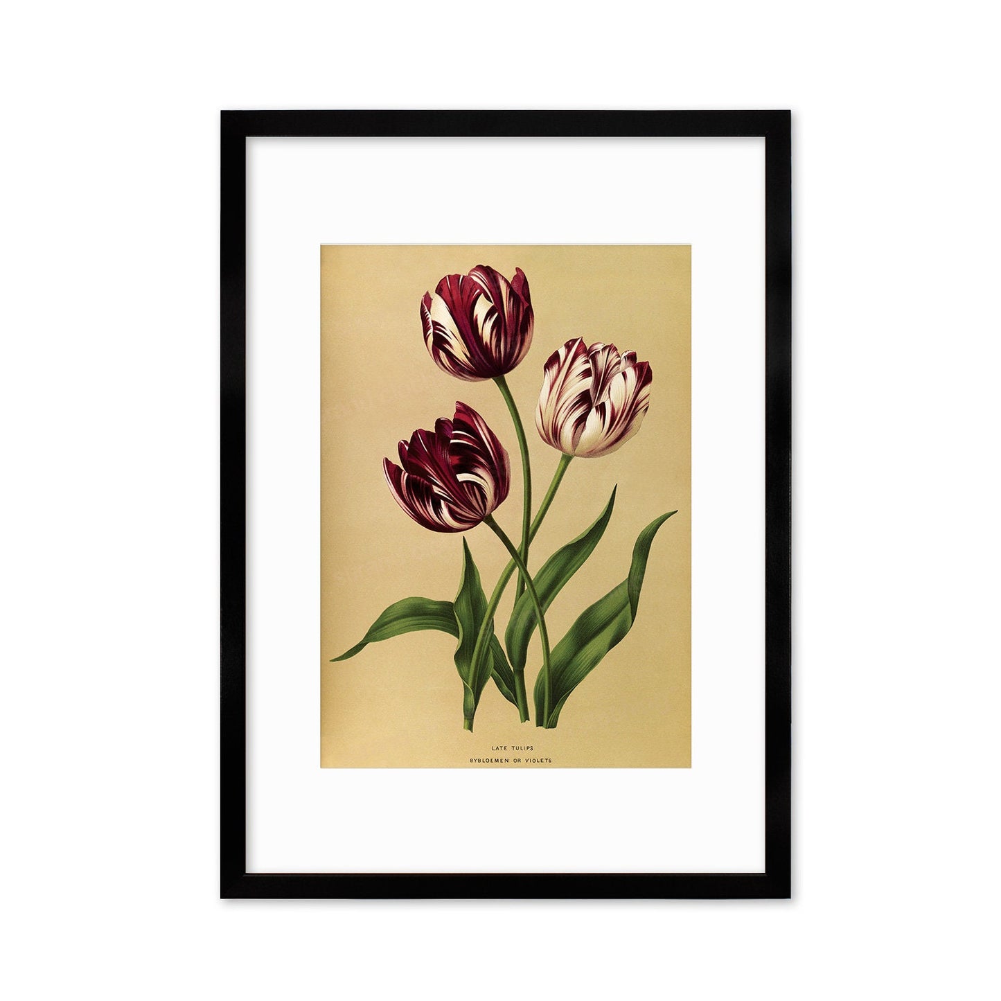 Tulips Framed Mounted Wall Art Decor Print Poster Botanical Antique Vintage Old Victorian Illustration Nature Plant Beautiful Flowers Purple