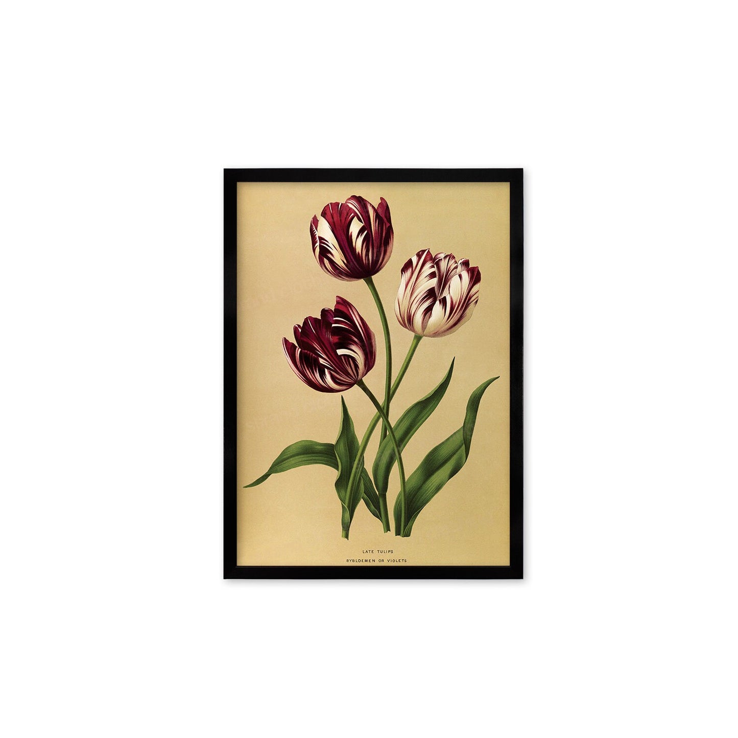 Tulips Framed Mounted Wall Art Decor Print Poster Botanical Antique Vintage Old Victorian Illustration Nature Plant Beautiful Flowers Purple