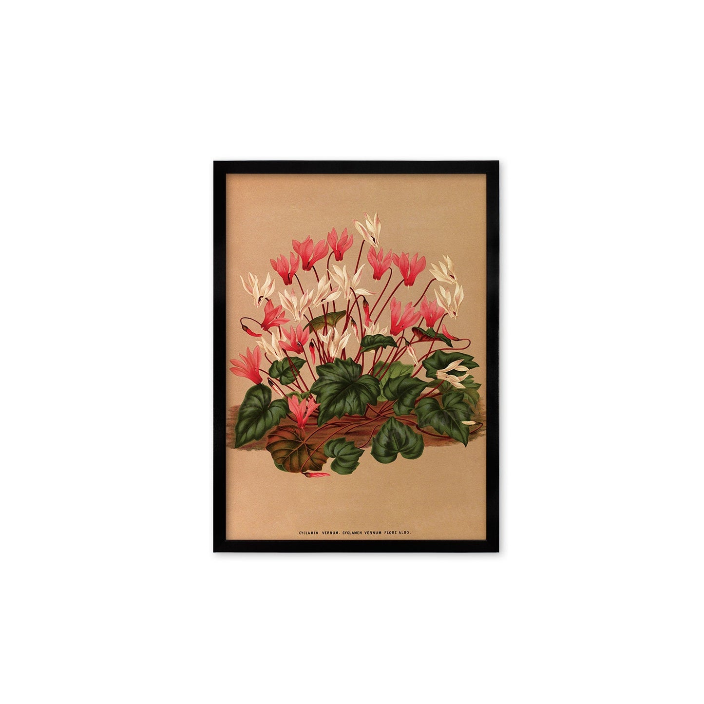 Cyclamen Framed Mounted Wall Art Decor Print Poster Botanical Antique Vintage Old Victorian Illustration Nature Plant Beautiful Flower Herbs