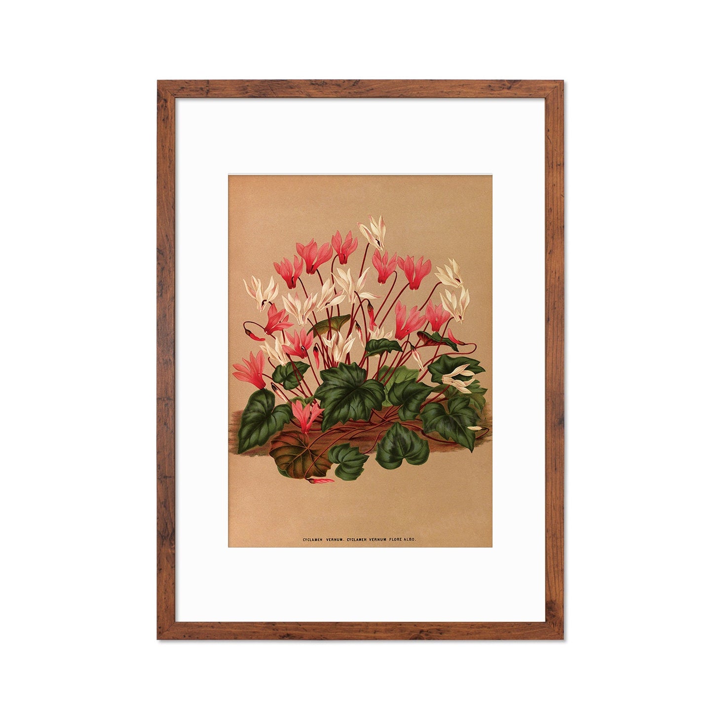 Cyclamen Framed Mounted Wall Art Decor Print Poster Botanical Antique Vintage Old Victorian Illustration Nature Plant Beautiful Flower Herbs