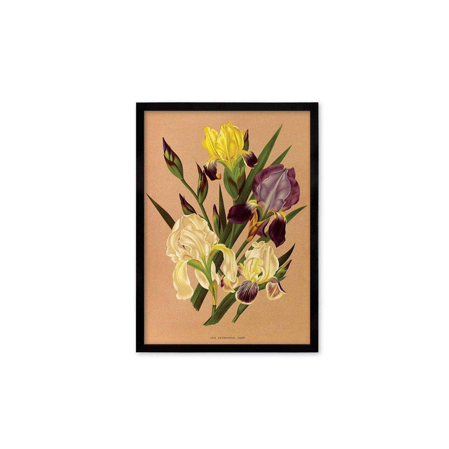 Irises Framed Mounted Wall Art Decor Print Poster Botanical Antique Vintage Retro Victorian Illustration Nature Plants Beautiful Flower Herb