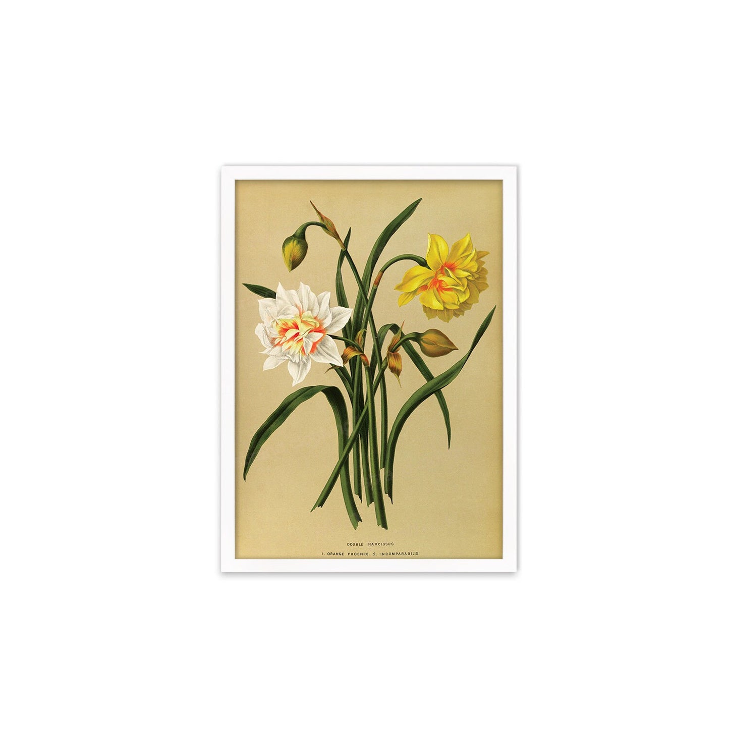Daffodils Framed Mounted Wall Art Decor Print Poster Botanical Antique Vintage Old Victorian Illustration Nature Narcissus Beautiful Flowers