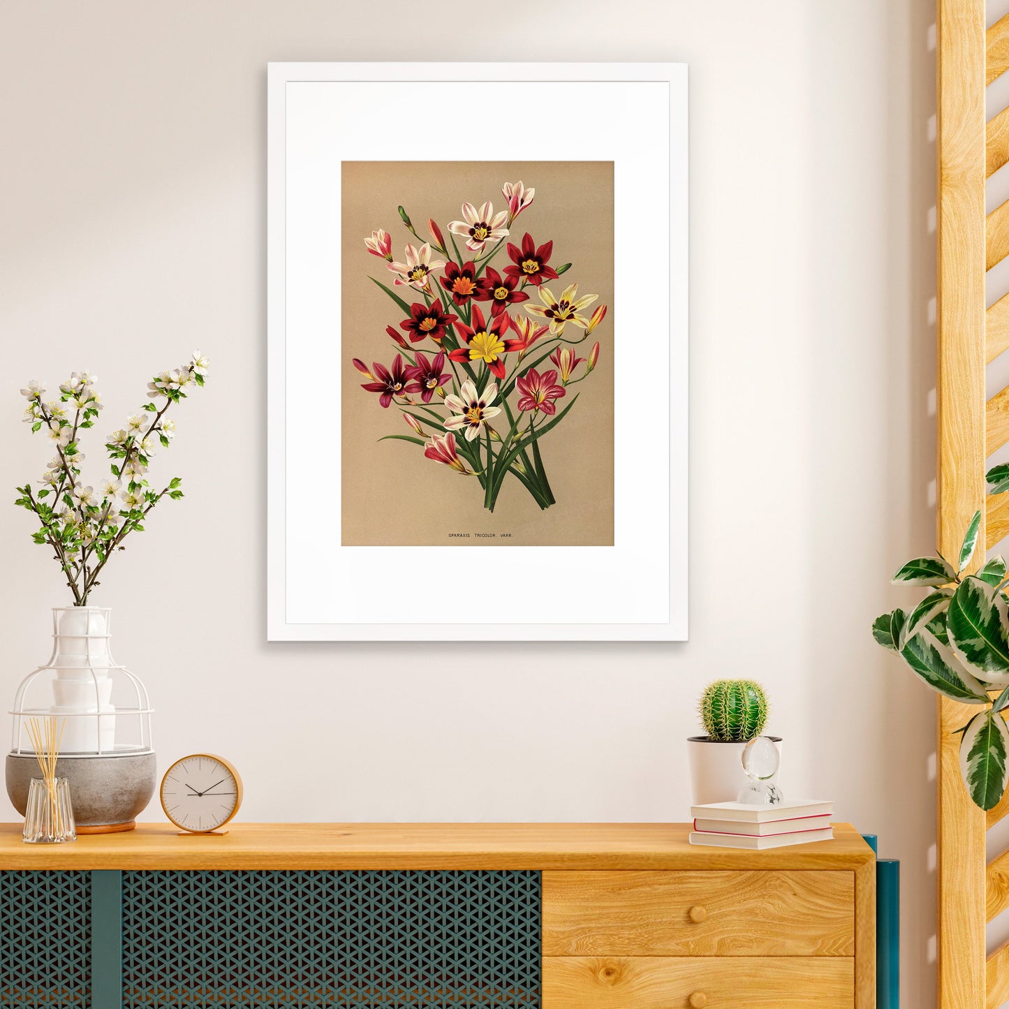 Sparaxis Harlequin Flowers Framed Art Mounted Wall Decor Print Poster Botanical Antique Vintage Retro Victorian Illustration Nature Pretty