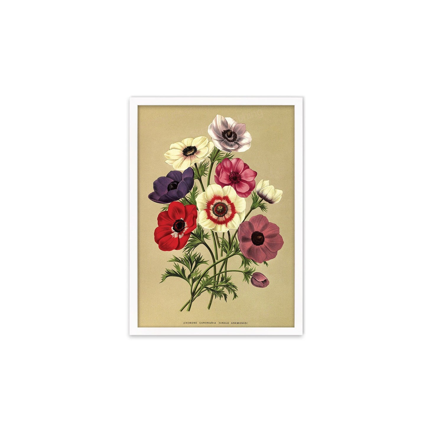 Anemone Framed Mounted Wall Art Decor Print Poster Botanical Antique Vintage Retro Victorian Illustration Nature Garden Beautiful Flowers
