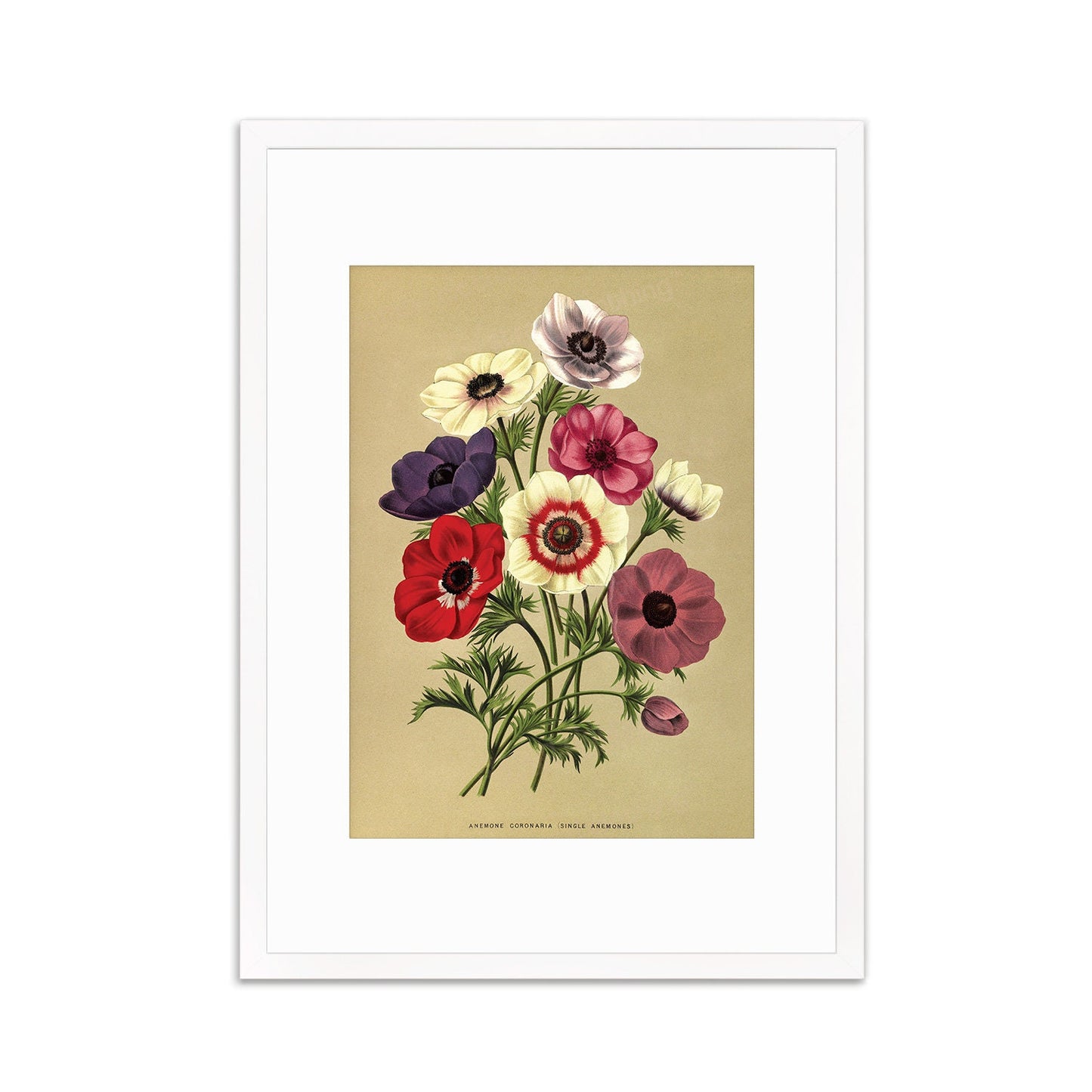 Anemone Framed Mounted Wall Art Decor Print Poster Botanical Antique Vintage Retro Victorian Illustration Nature Garden Beautiful Flowers
