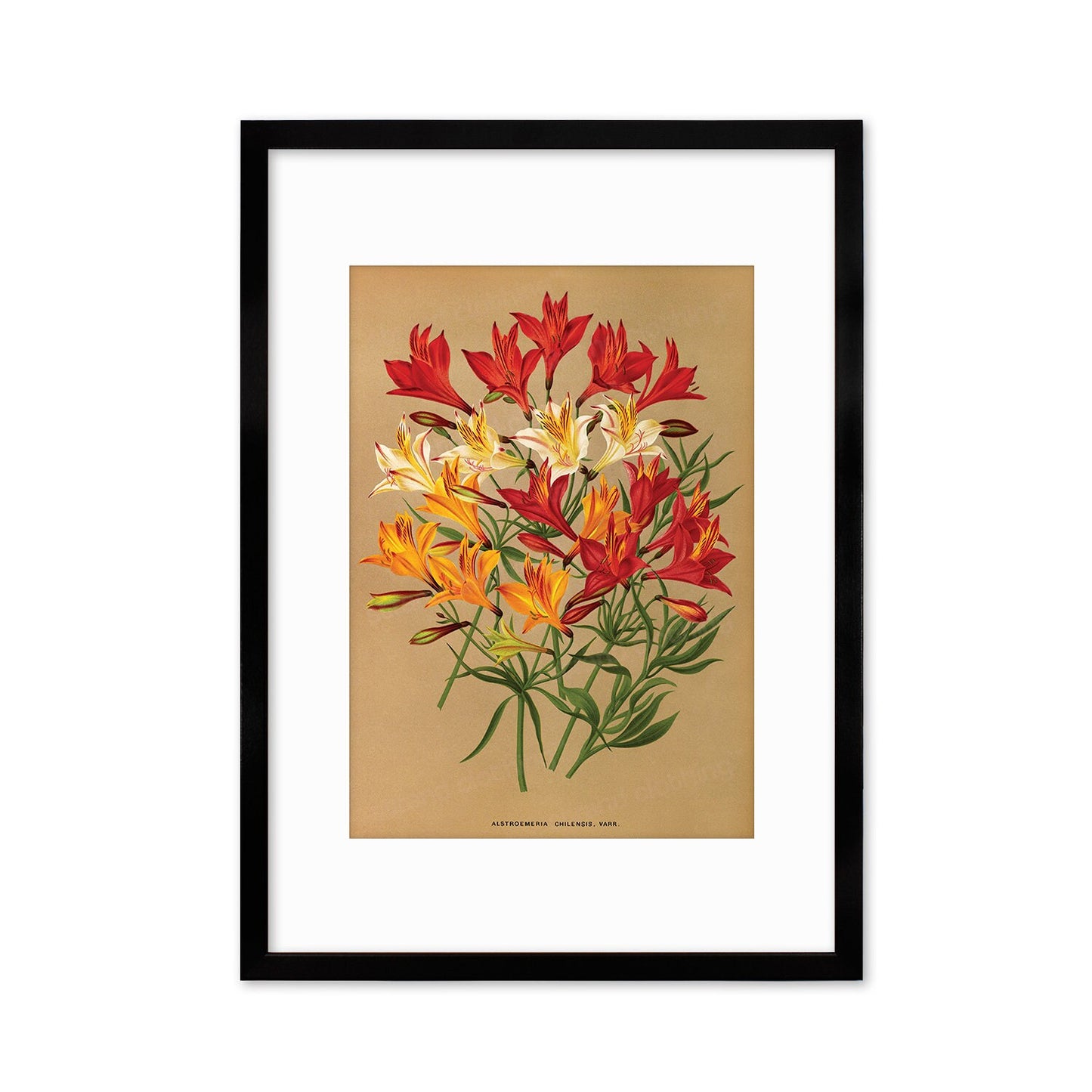 Alstroemeria Lily Framed Mounted Wall Art Decor Print Poster Botanical Antique Vintage Retro Victorian Illustration Nature Beautiful Flower