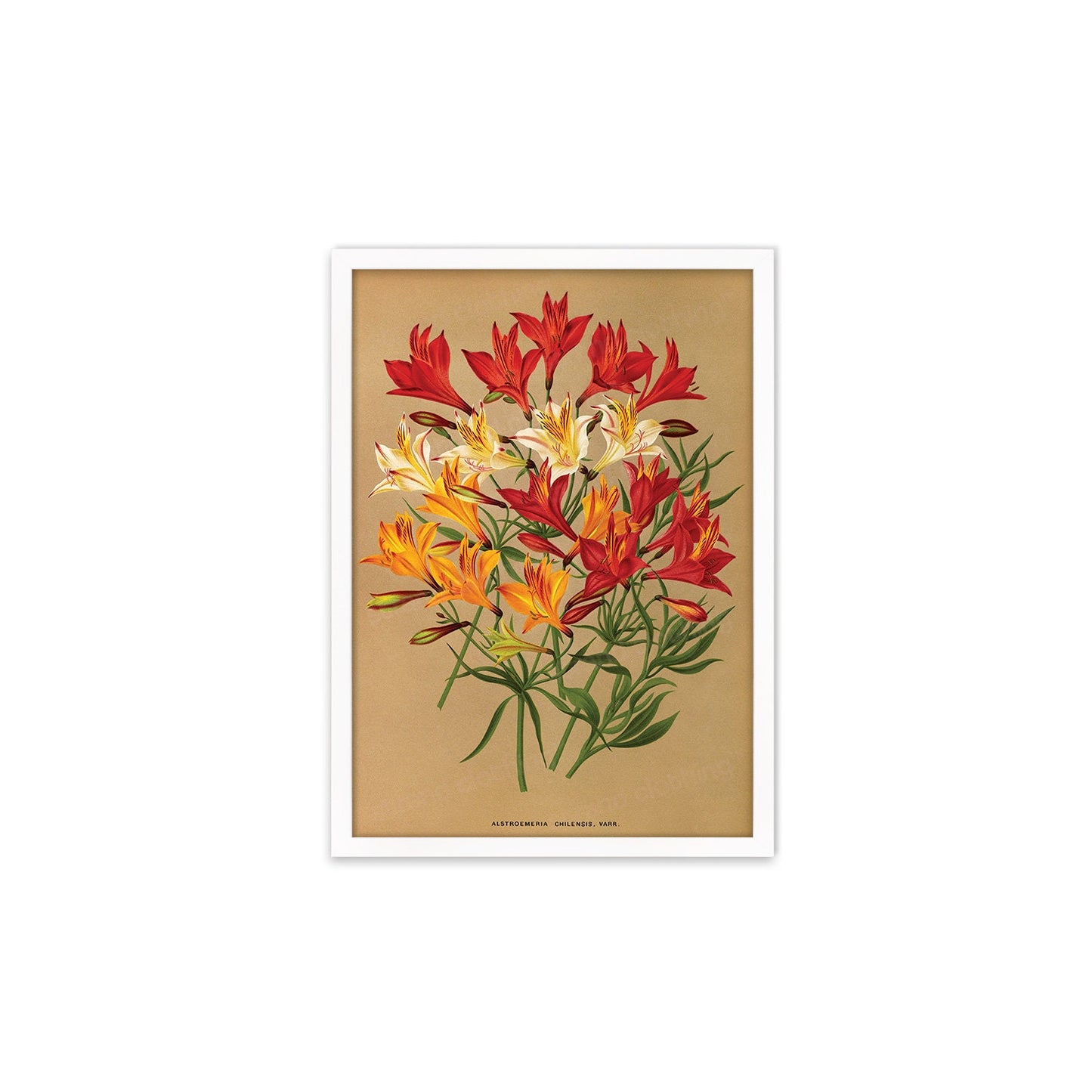 Alstroemeria Lily Framed Mounted Wall Art Decor Print Poster Botanical Antique Vintage Retro Victorian Illustration Nature Beautiful Flower