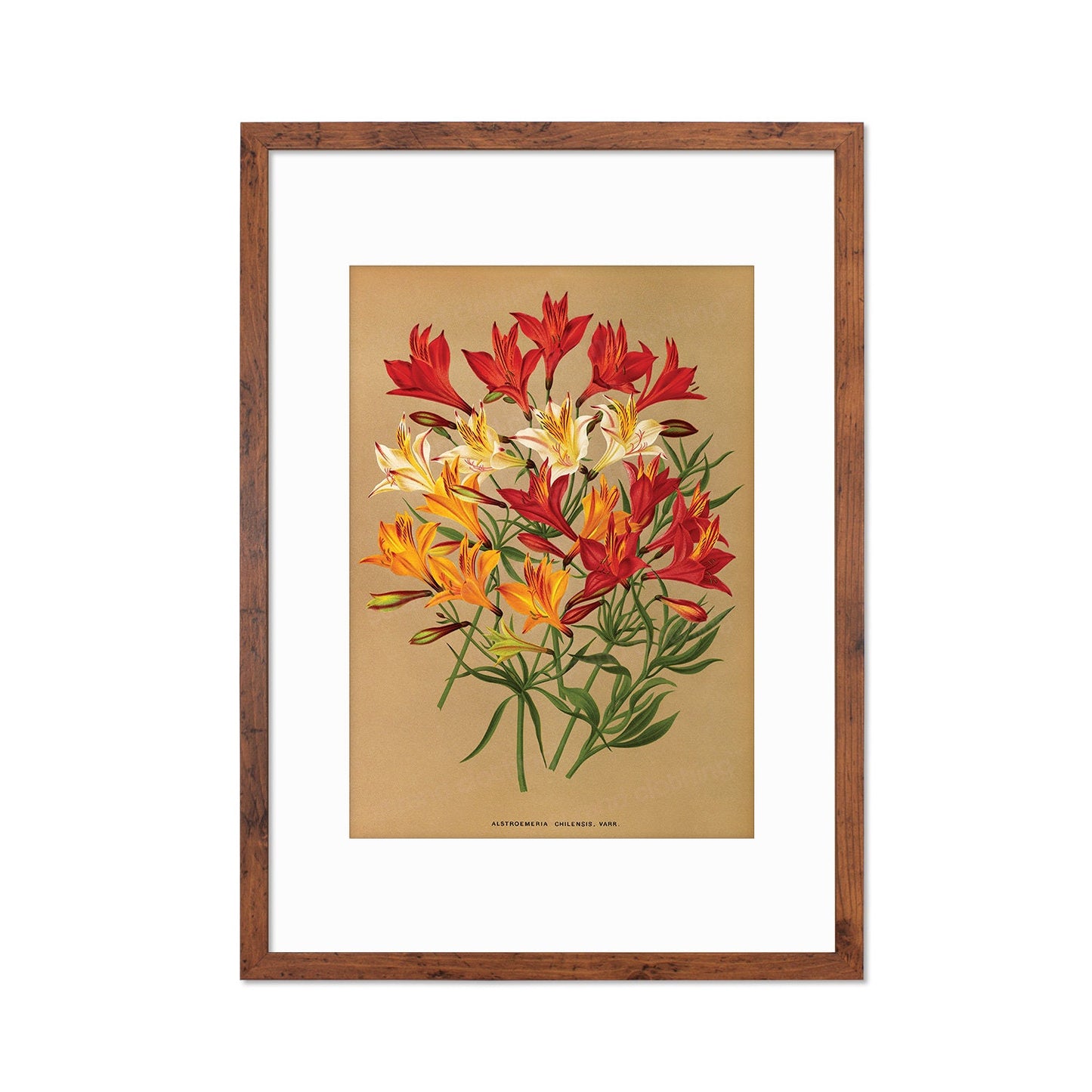 Alstroemeria Lily Framed Mounted Wall Art Decor Print Poster Botanical Antique Vintage Retro Victorian Illustration Nature Beautiful Flower