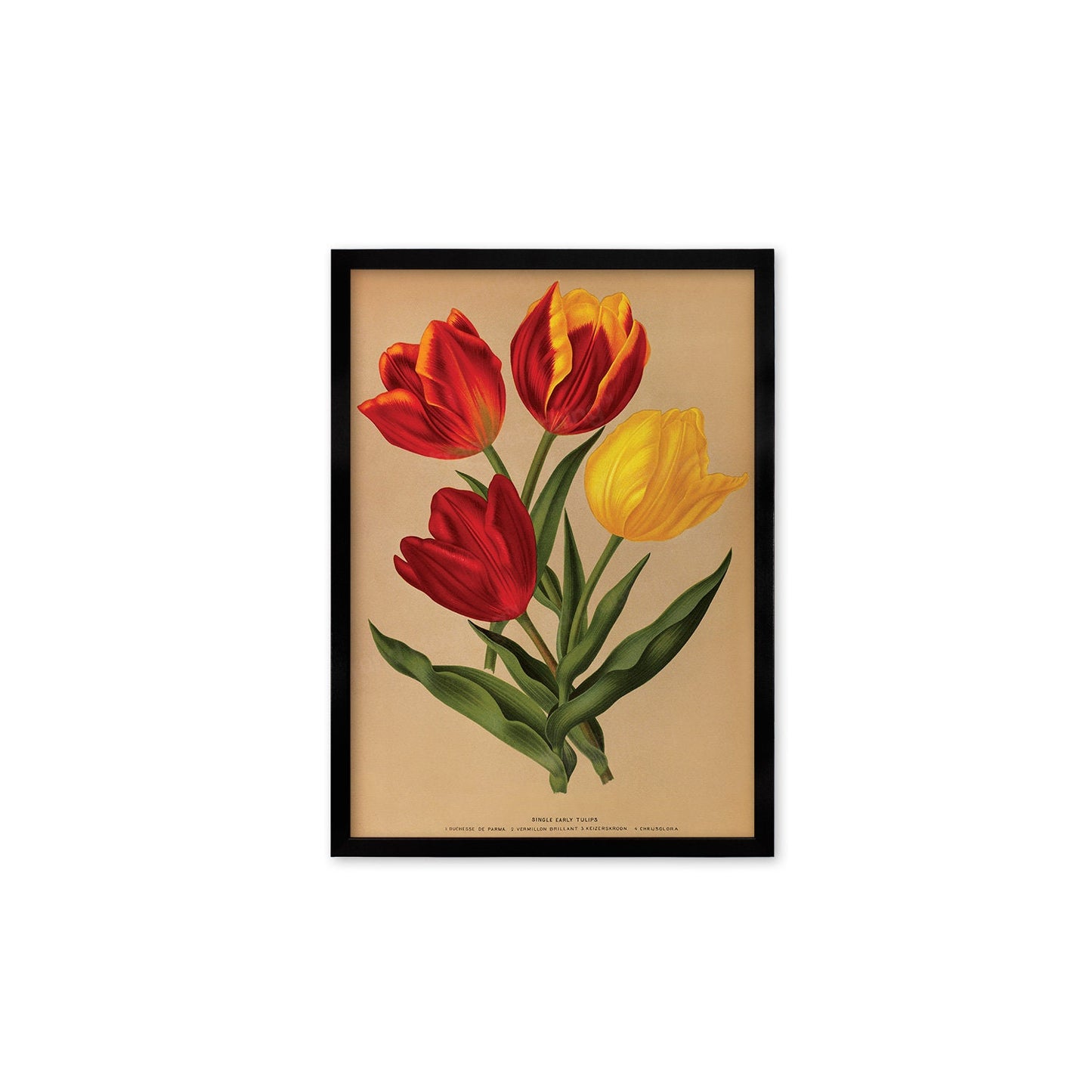 Red Tulips Framed Mounted Wall Art Decor Print Poster Botanical Antique Vintage Retro Victorian Illustration Nature Plants Beautiful Flowers