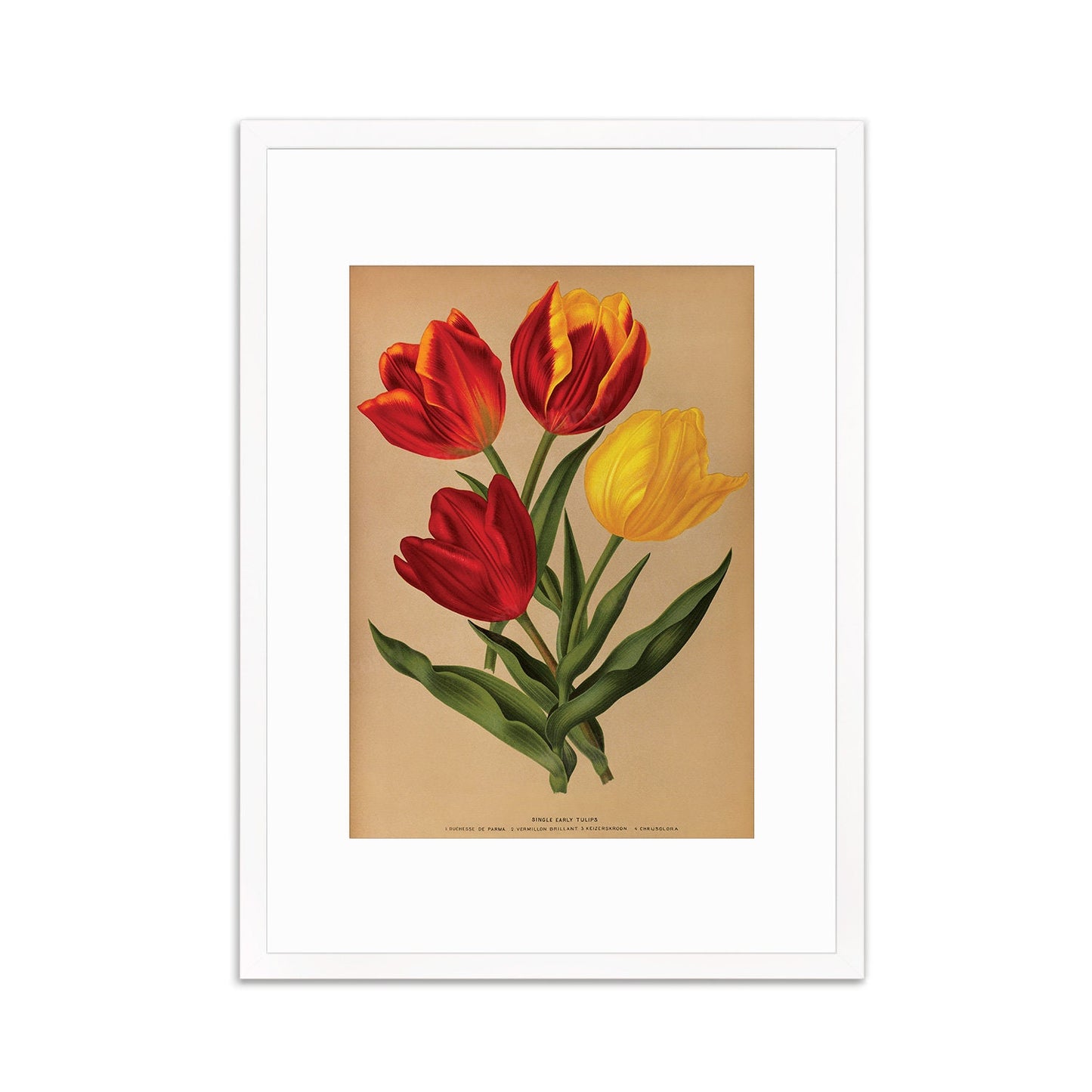 Red Tulips Framed Mounted Wall Art Decor Print Poster Botanical Antique Vintage Retro Victorian Illustration Nature Plants Beautiful Flowers