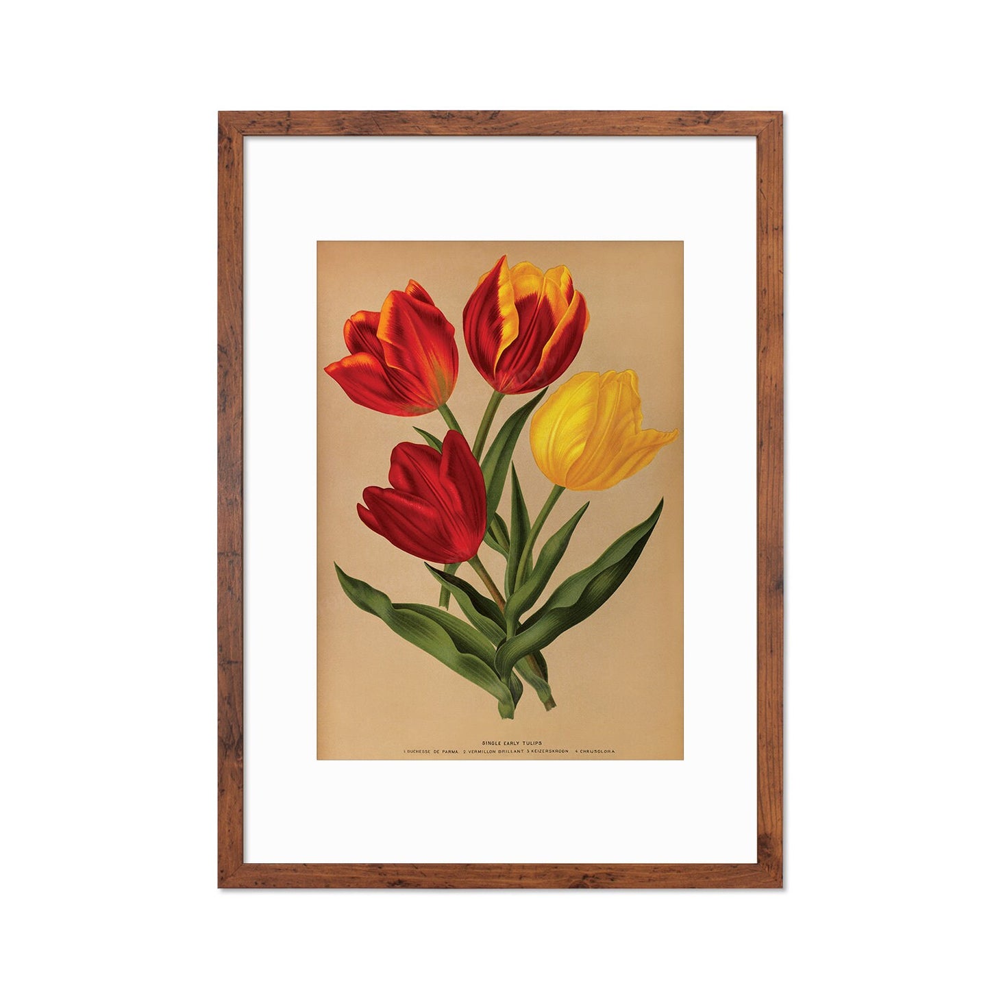 Red Tulips Framed Mounted Wall Art Decor Print Poster Botanical Antique Vintage Retro Victorian Illustration Nature Plants Beautiful Flowers