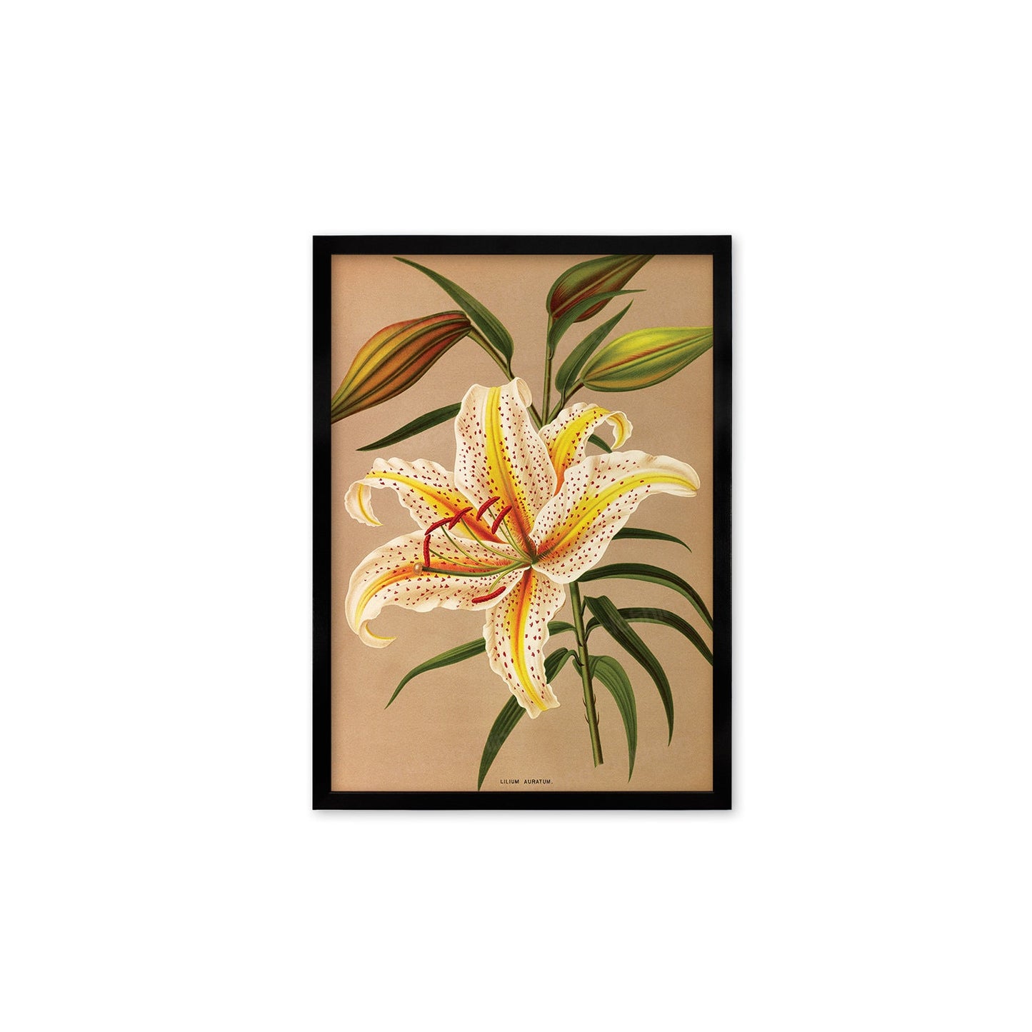 White Lilies Framed Mounted Wall Art Decor Print Poster Botanical Antique Vintage Retro Victorian Illustration Nature Lily Beautiful Flowers