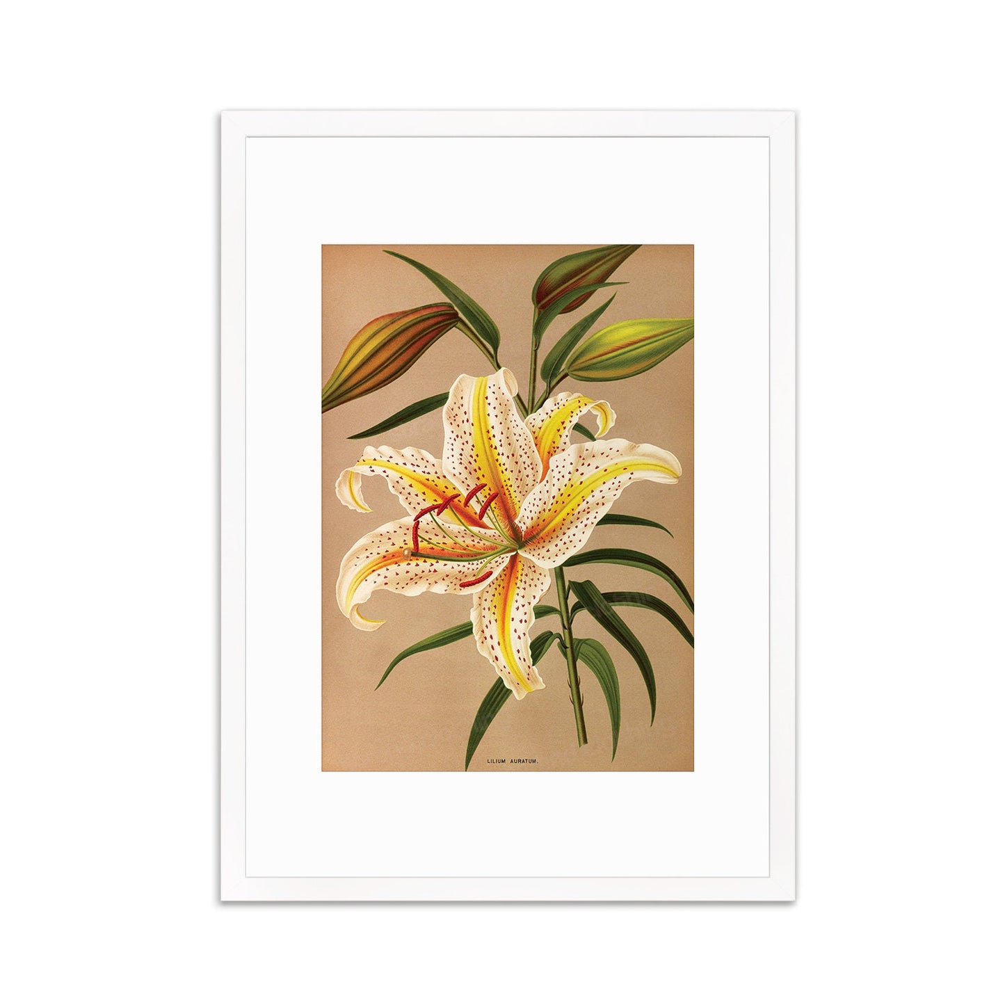 White Lilies Framed Mounted Wall Art Decor Print Poster Botanical Antique Vintage Retro Victorian Illustration Nature Lily Beautiful Flowers