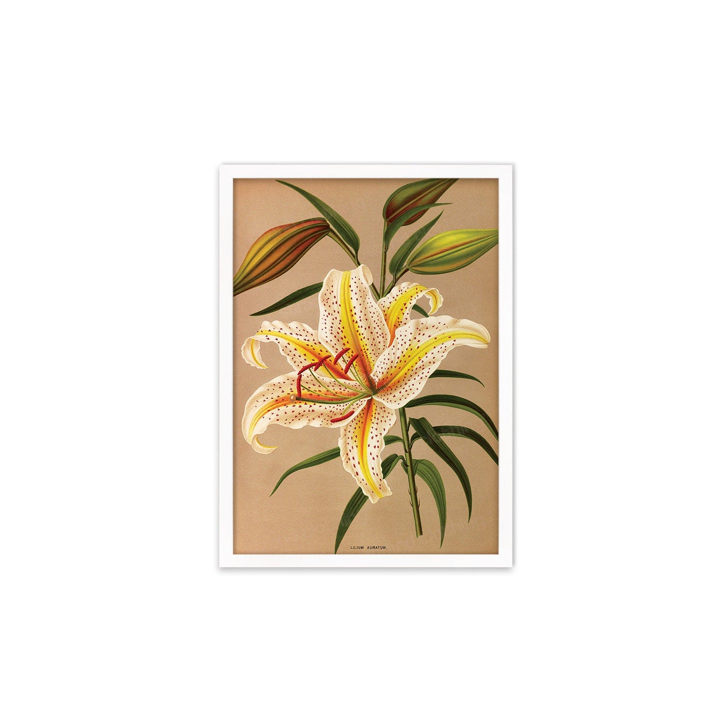 White Lilies Framed Mounted Wall Art Decor Print Poster Botanical Antique Vintage Retro Victorian Illustration Nature Lily Beautiful Flowers
